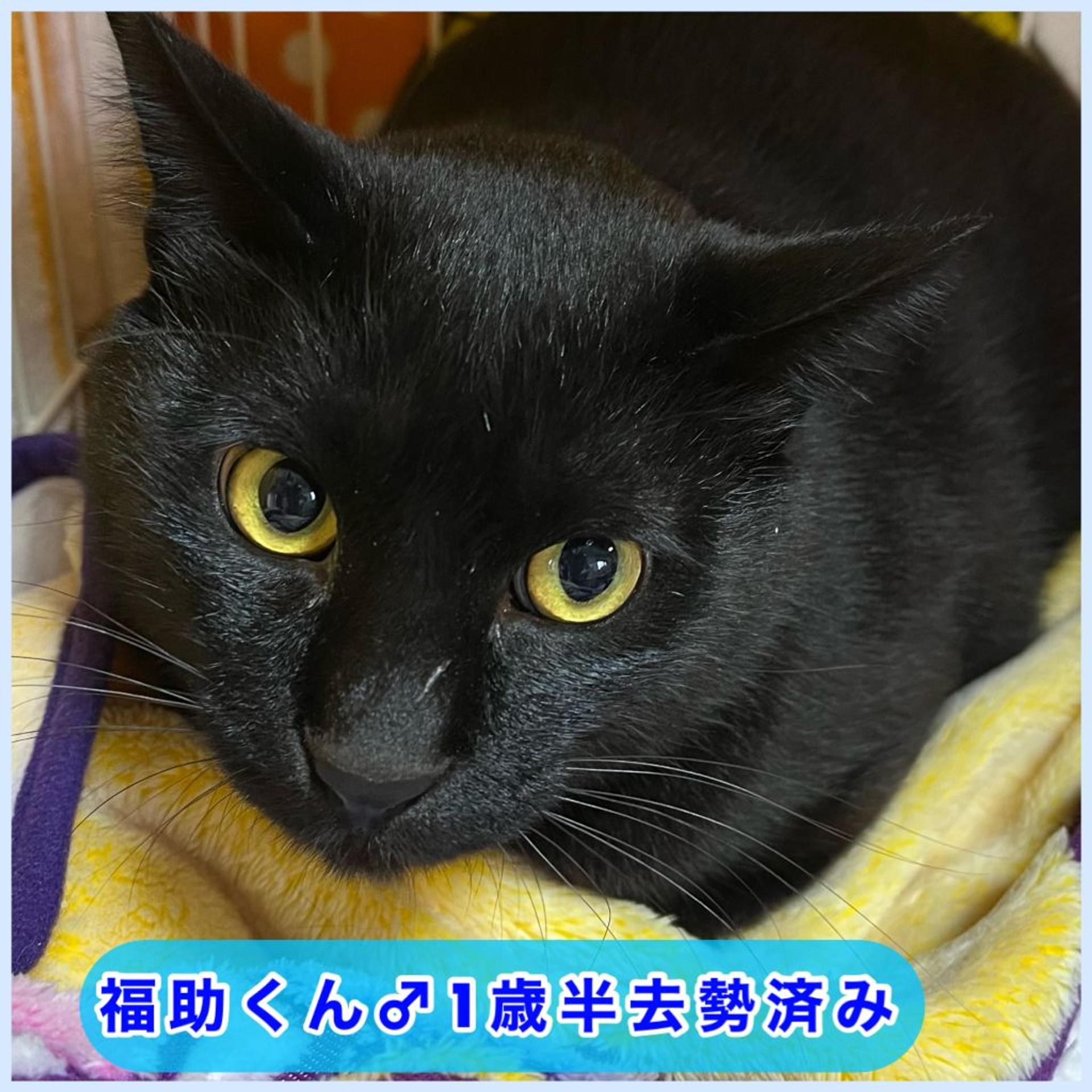 pet-image-2