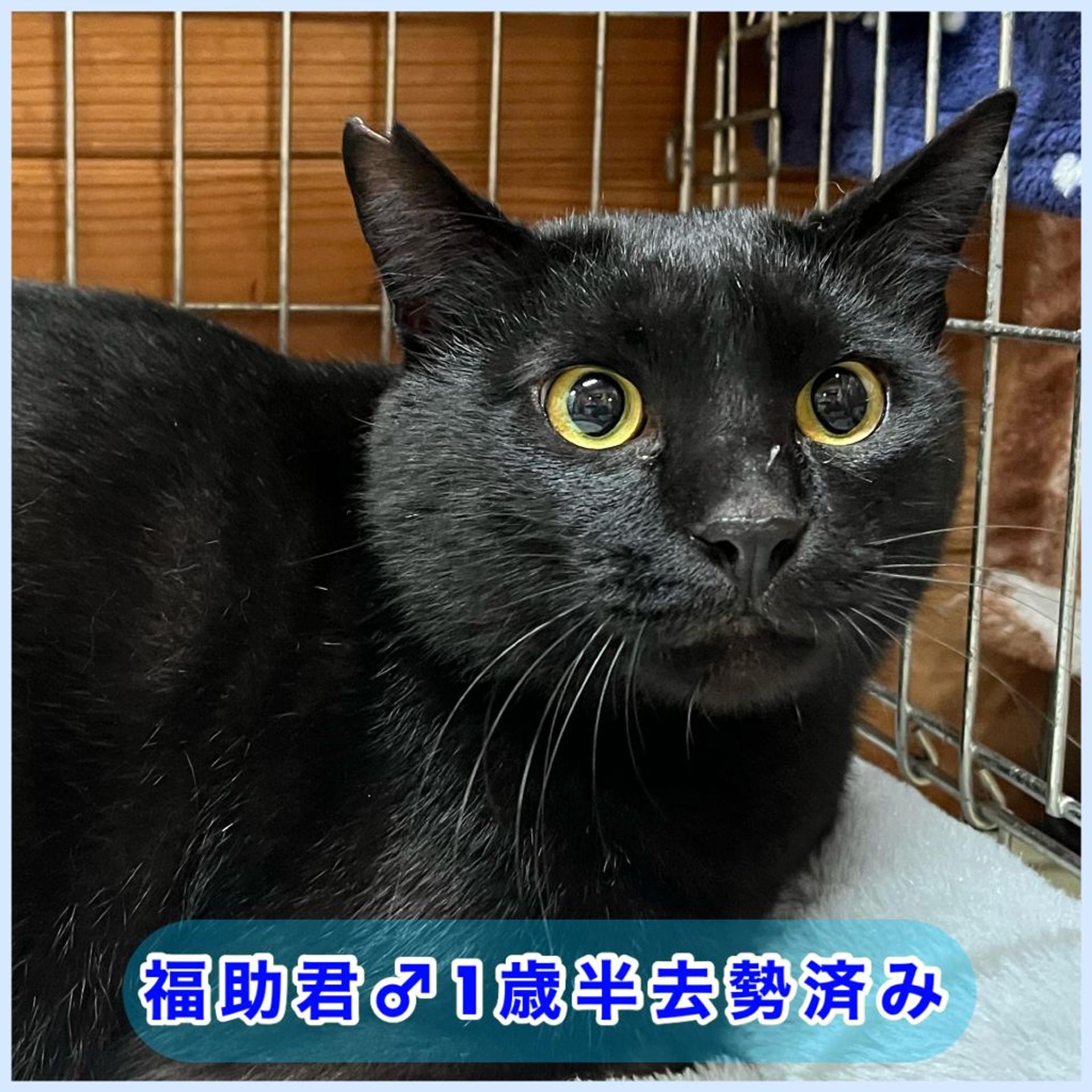 pet-image-6