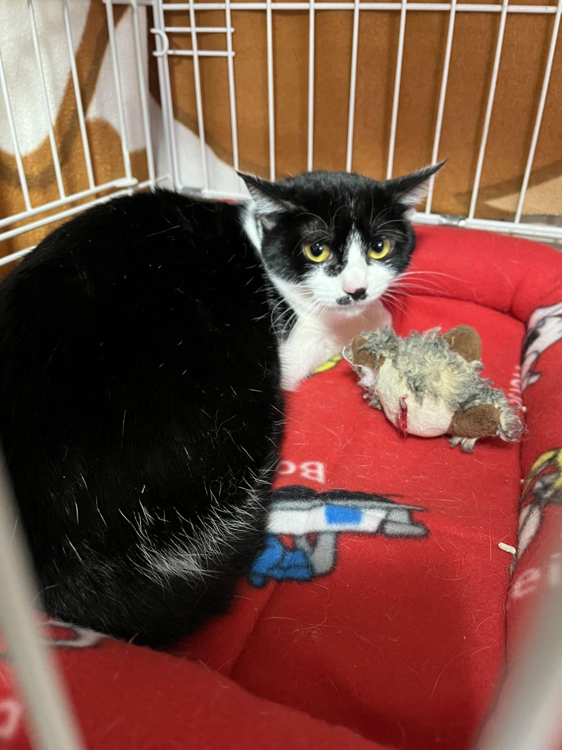 pet-image-5