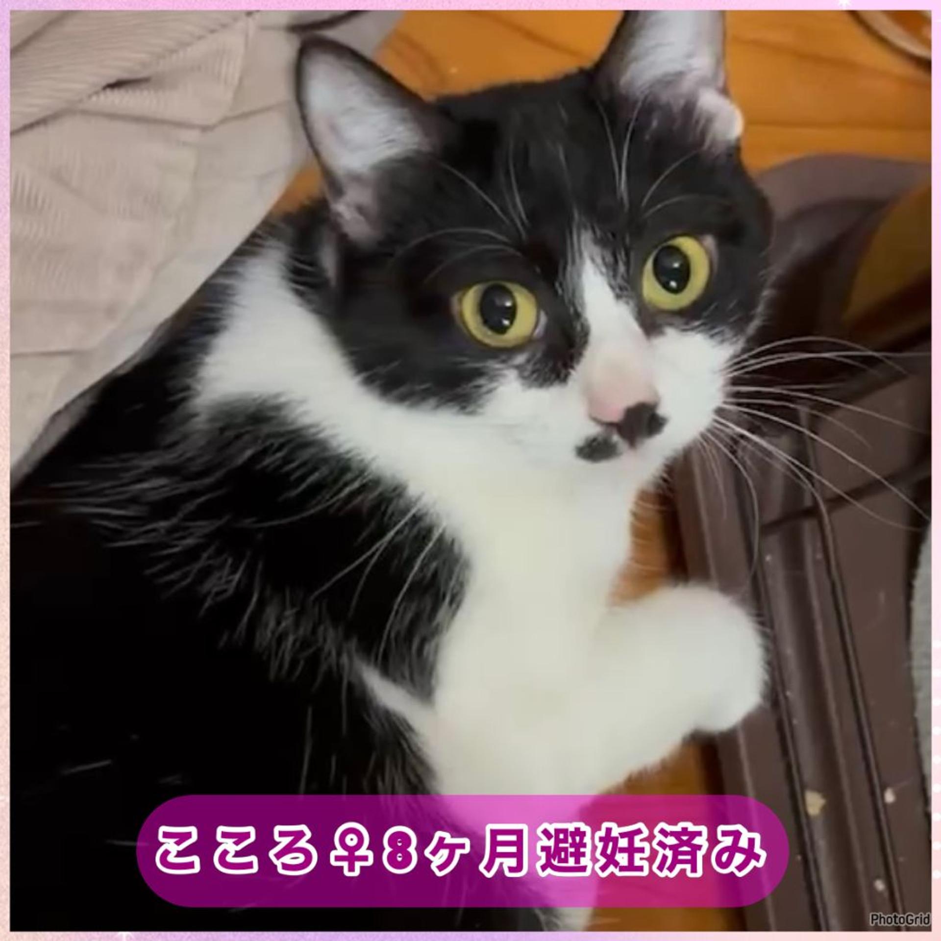 pet-image-7