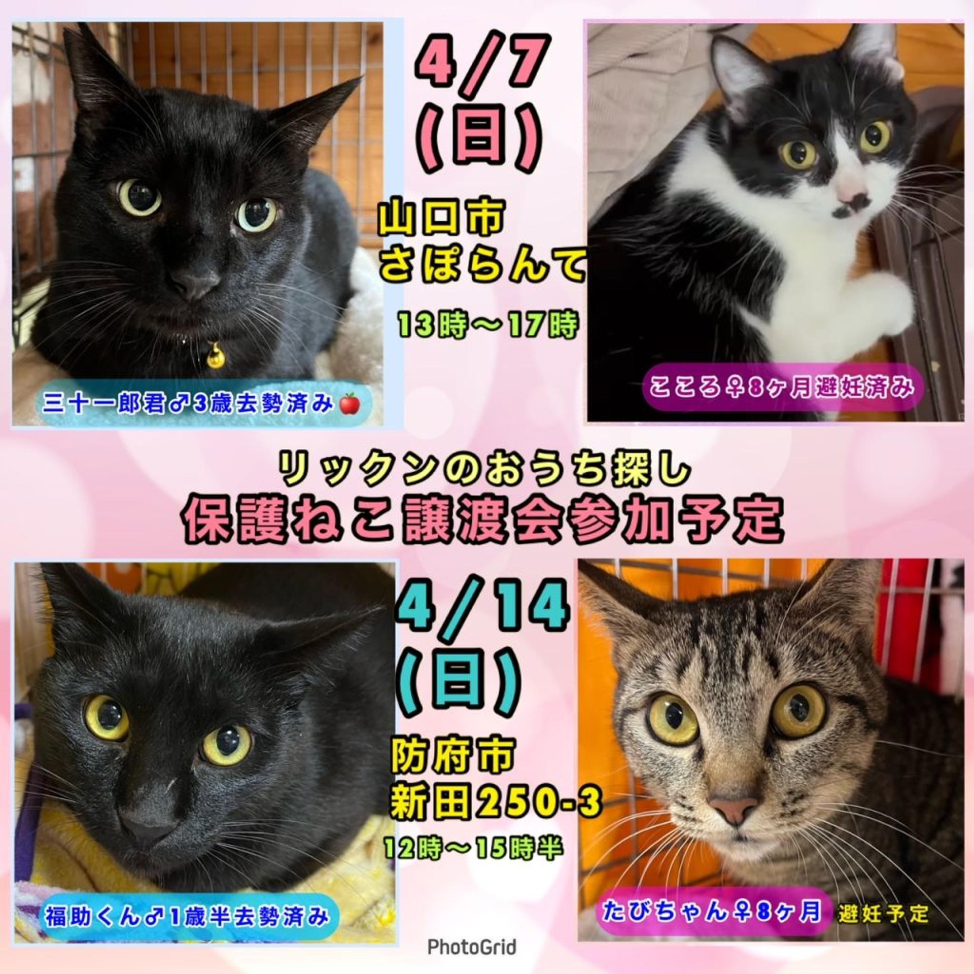 pet-image-3