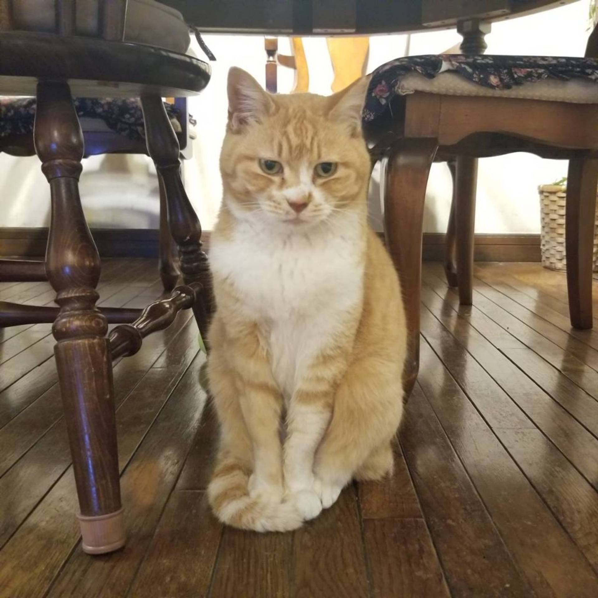 雑種（ミックス猫）・メスの里親募集の写真