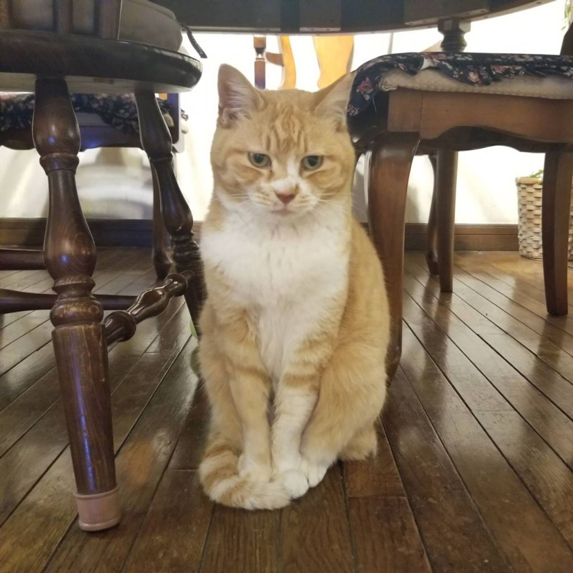 雑種（ミックス猫）・メスの里親募集の写真