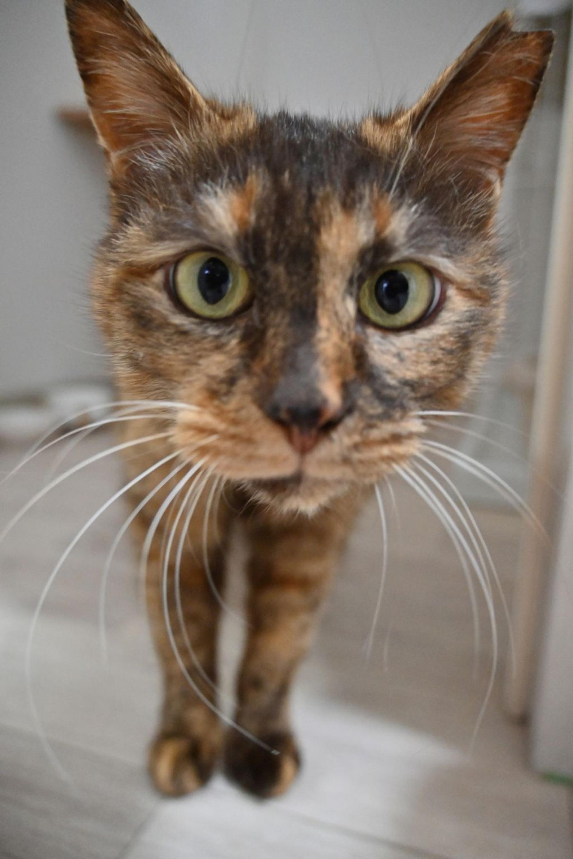 pet-image-3