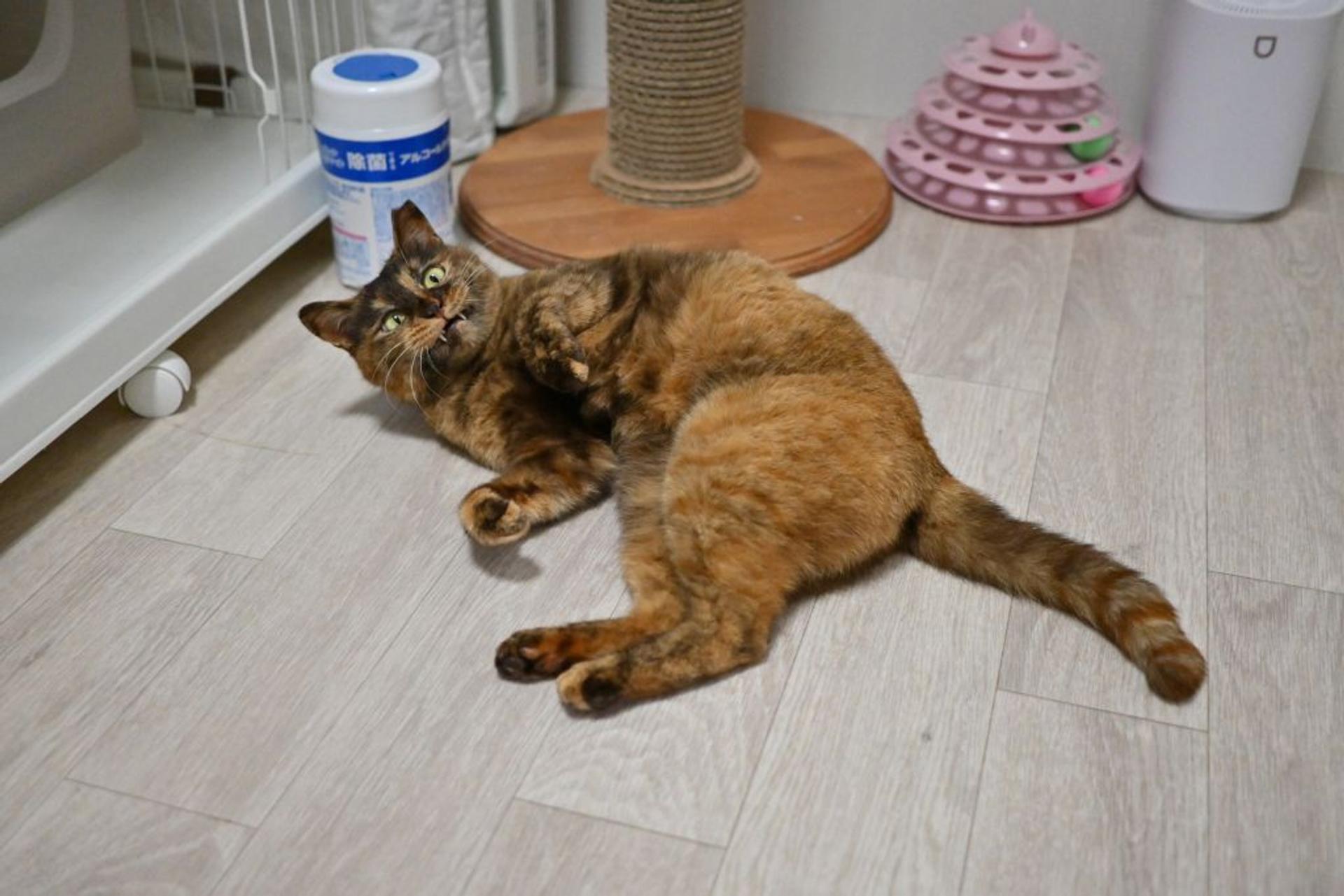 pet-image-5
