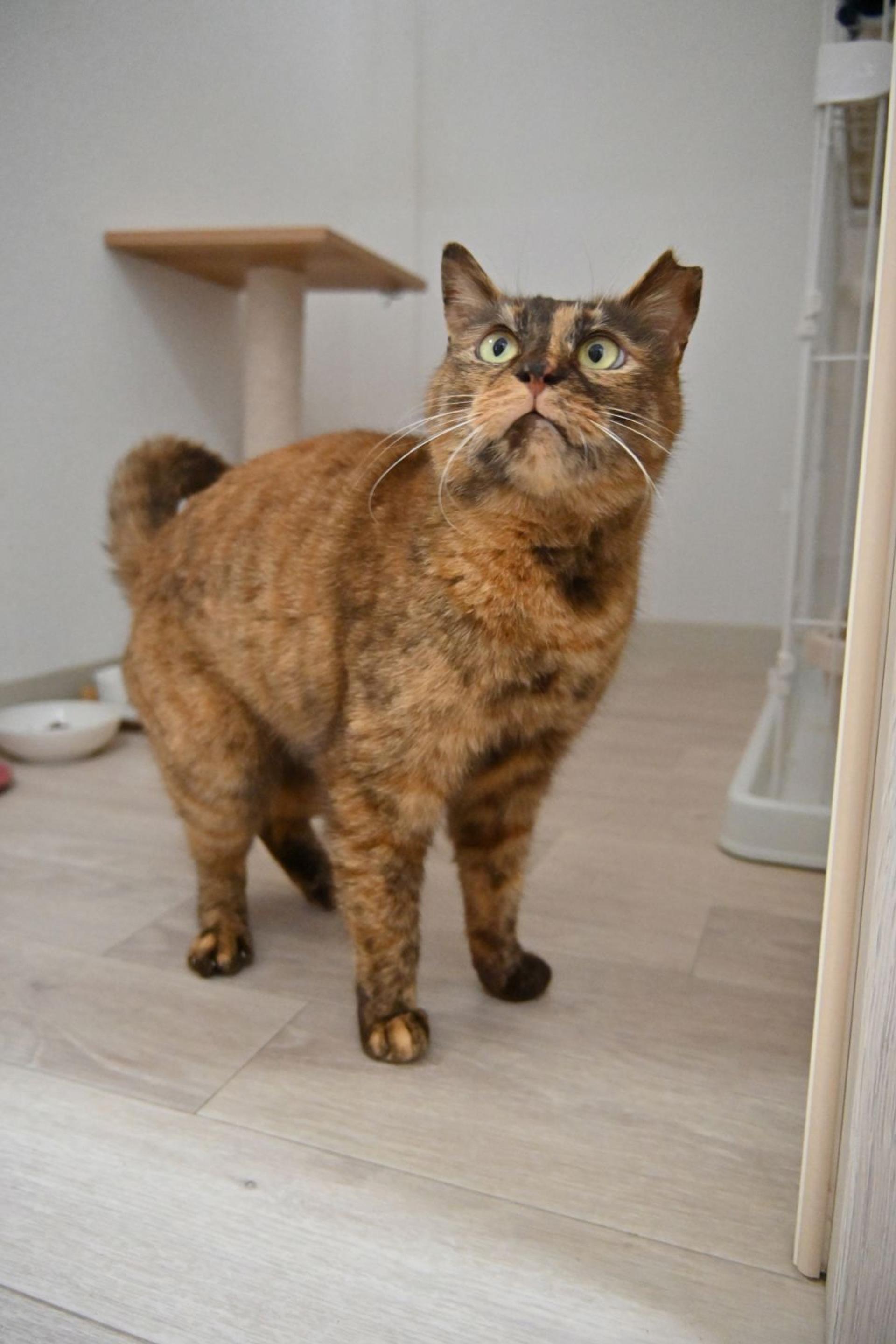 pet-image-6