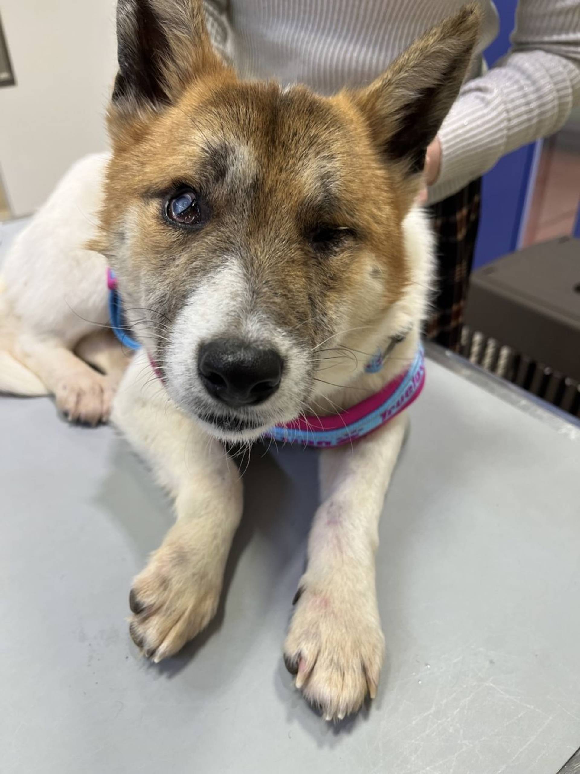 雑種（ミックス犬）・オスの里親募集の写真