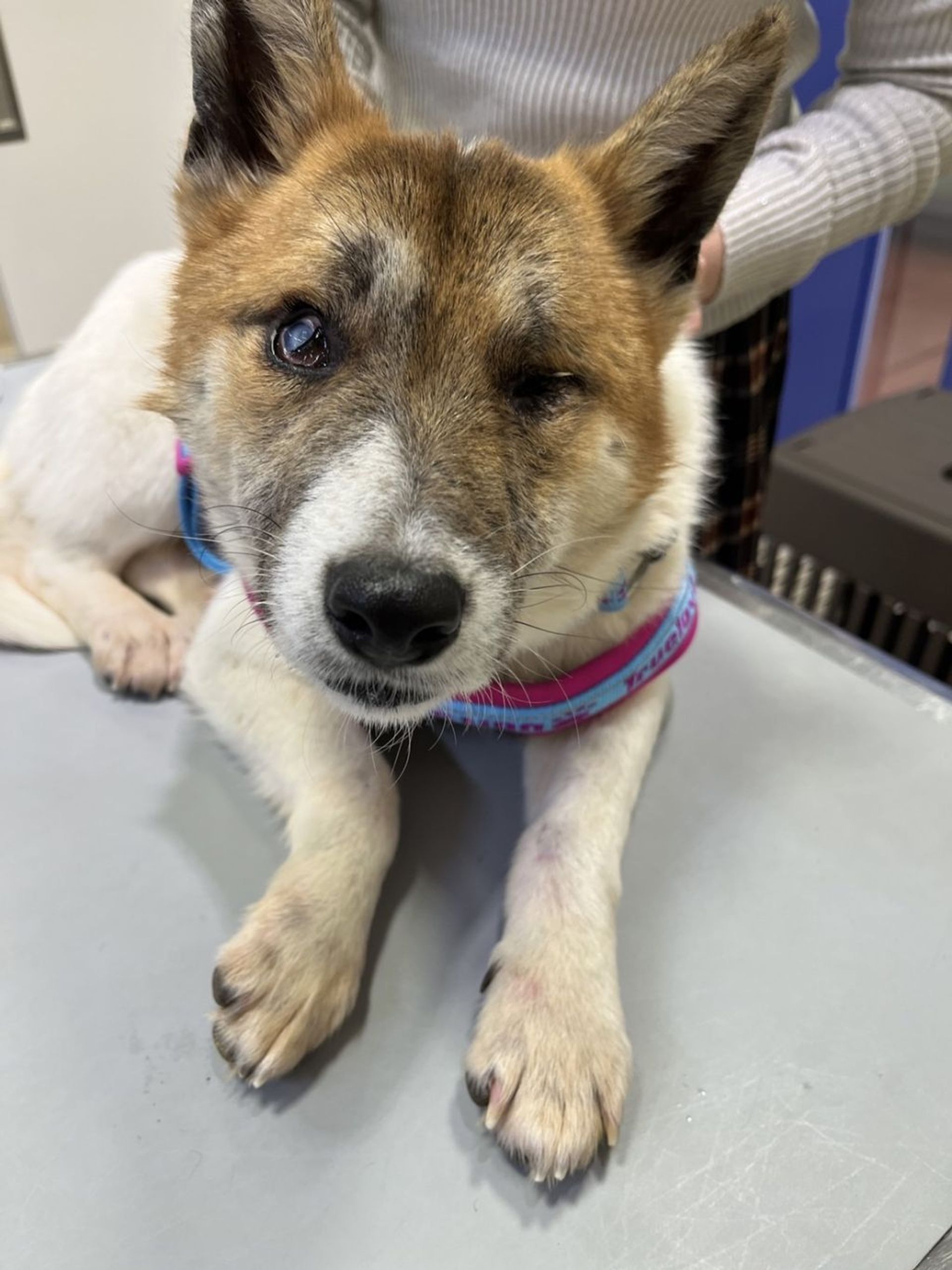 雑種（ミックス犬）・オスの里親募集の写真