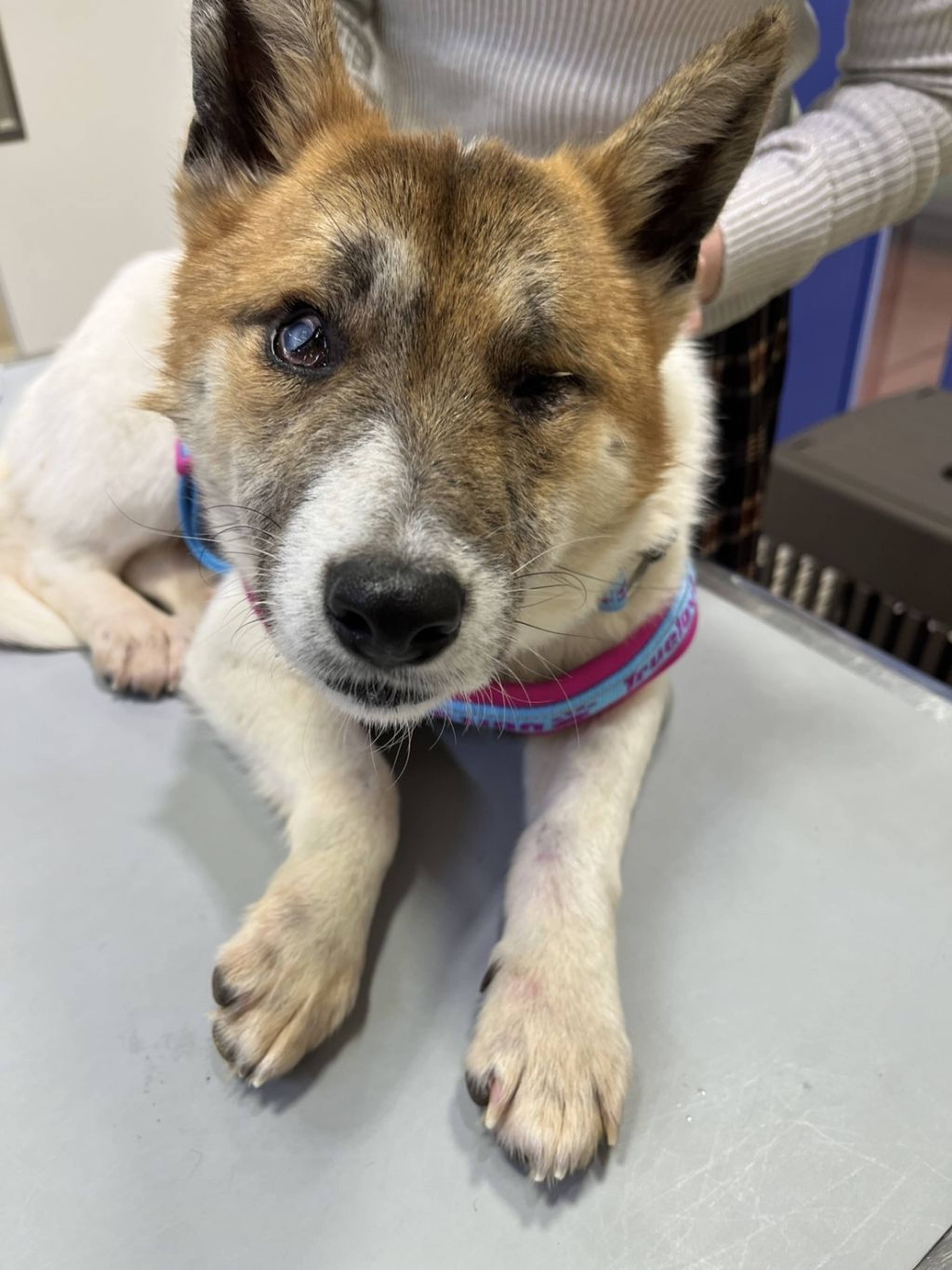 雑種（ミックス犬）・オスの里親募集の写真