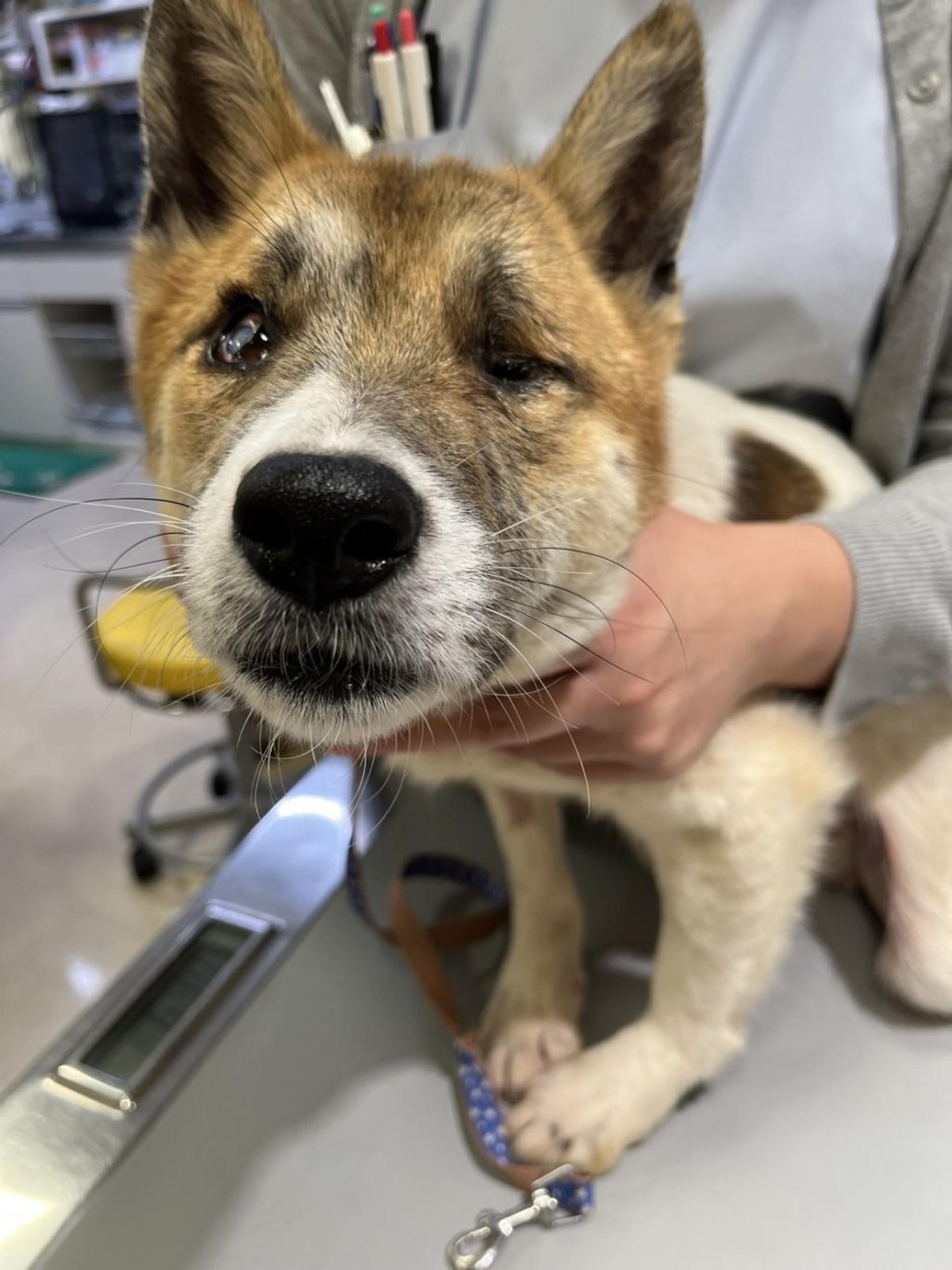 pet-image-2