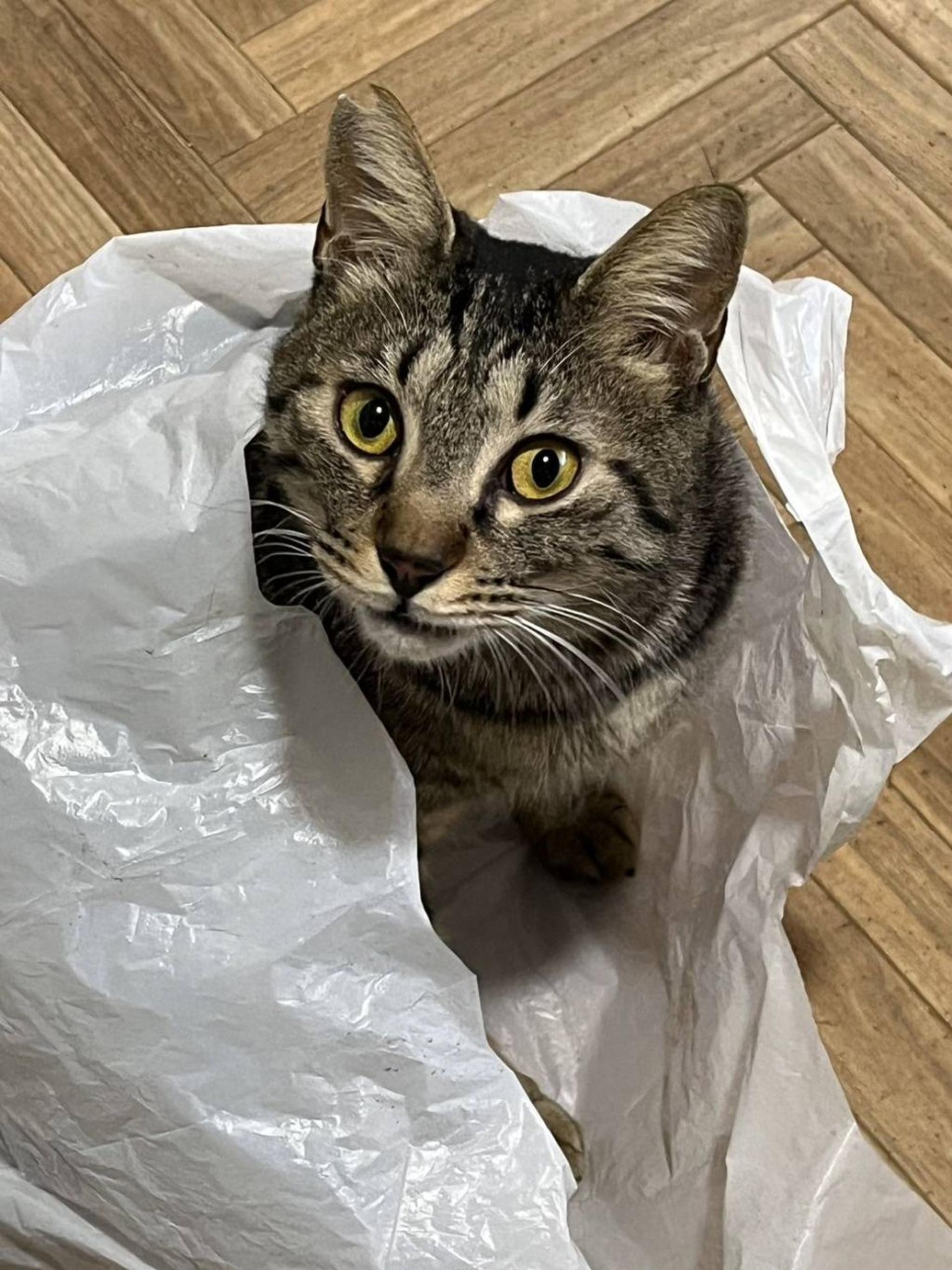 pet-image-2