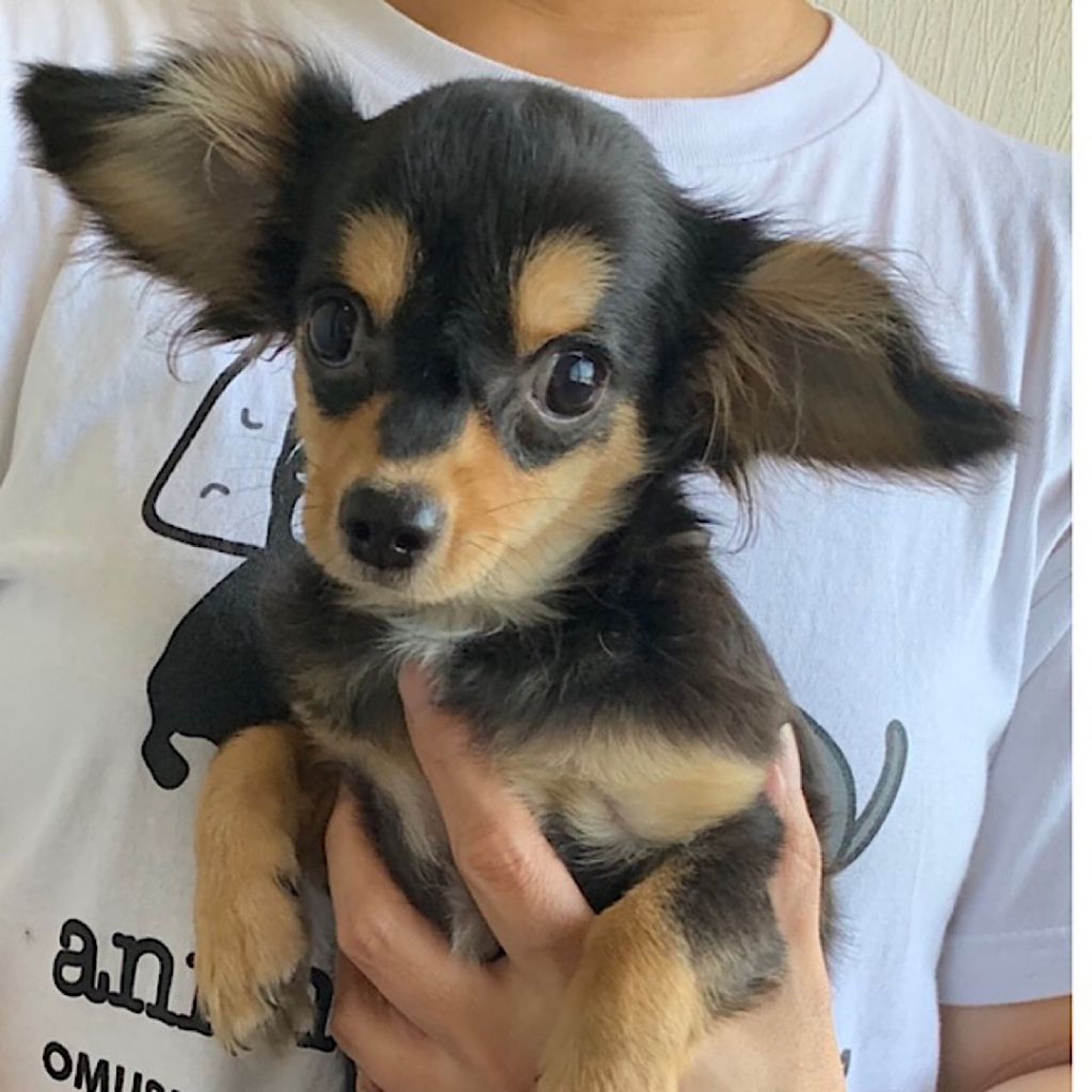 雑種（ミックス犬）・オスの里親募集の写真