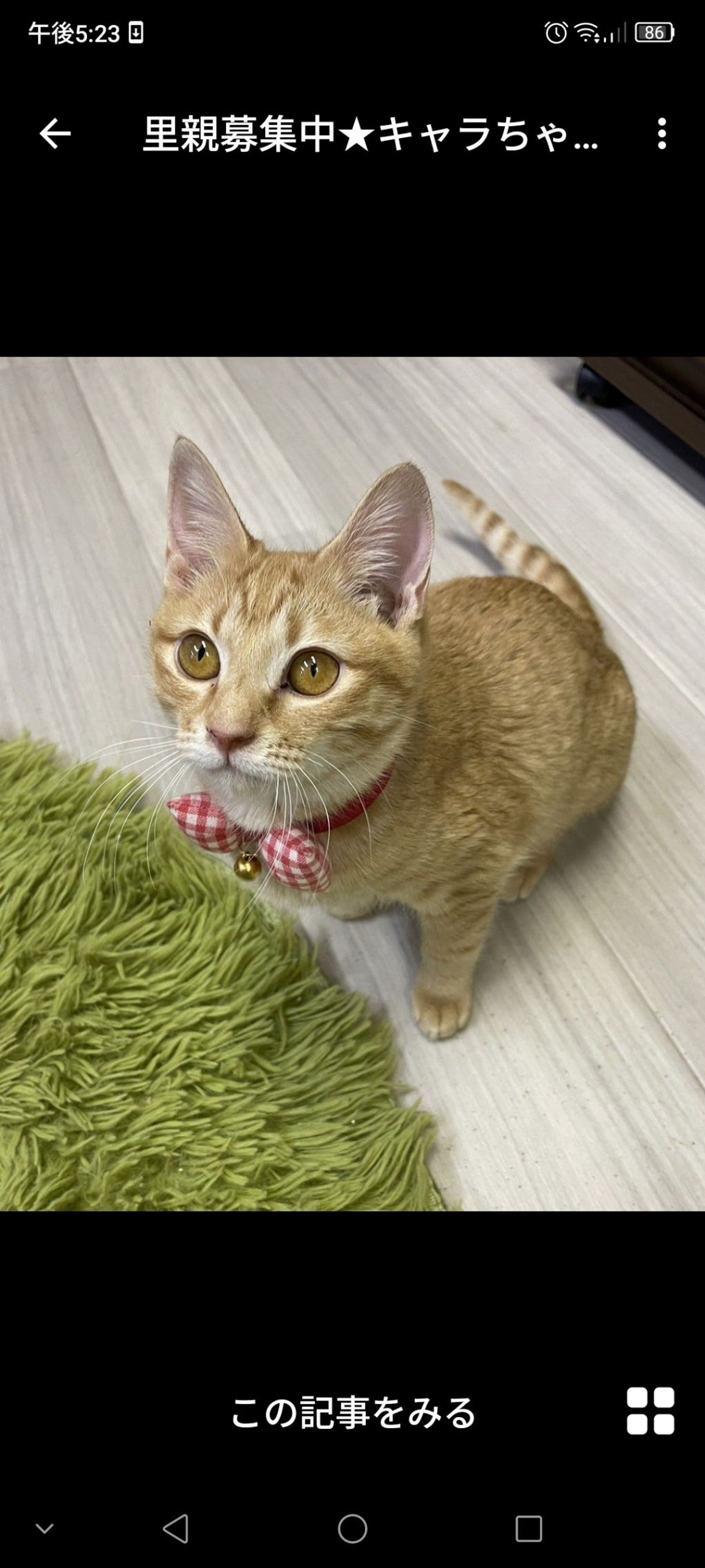 雑種（ミックス猫）・メスの里親募集の写真
