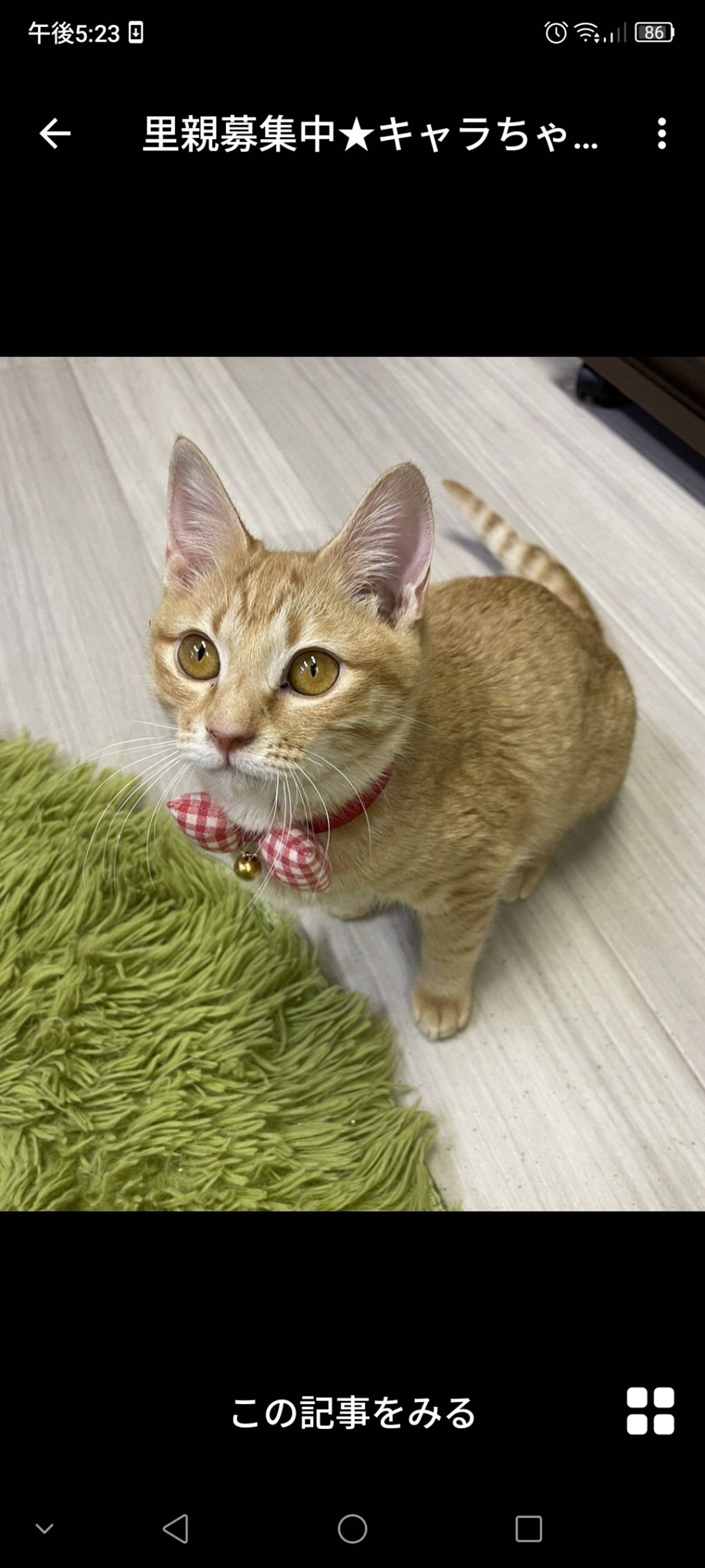 雑種（ミックス猫）・メスの里親募集の写真
