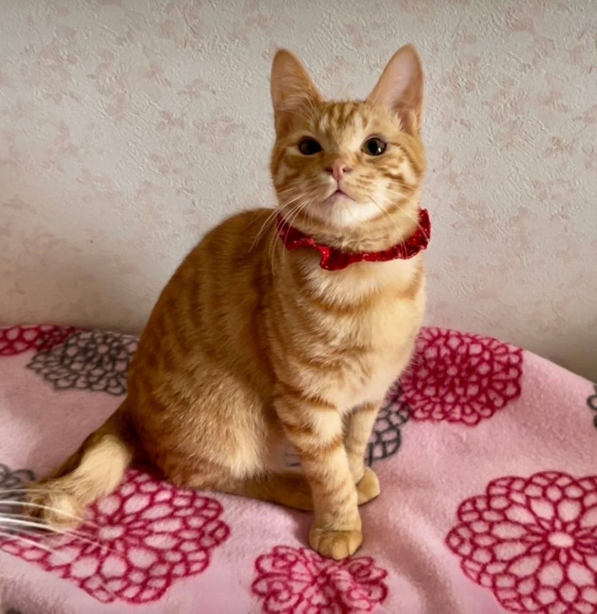 雑種（ミックス猫）・オスの里親募集の写真