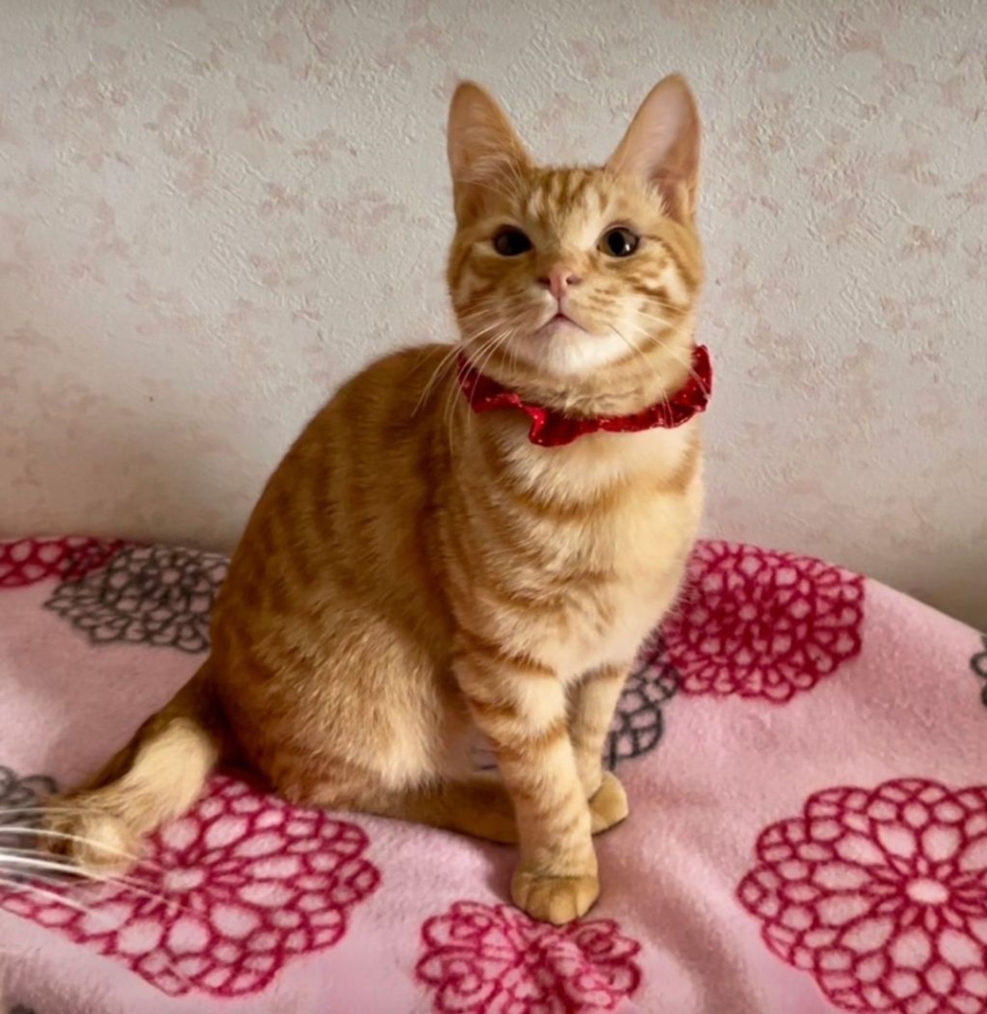 雑種（ミックス猫）・オスの里親募集の写真