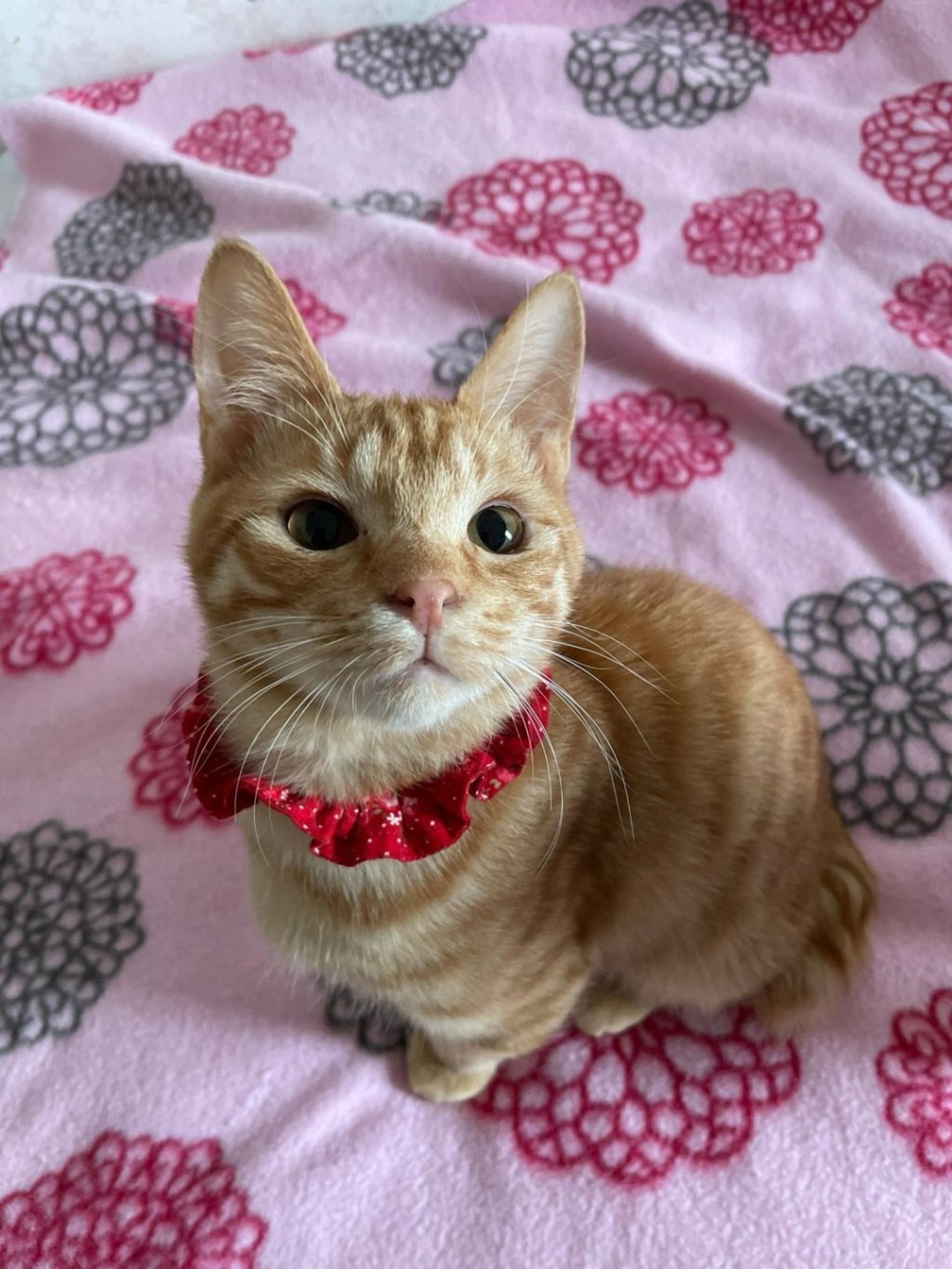 pet-image-4