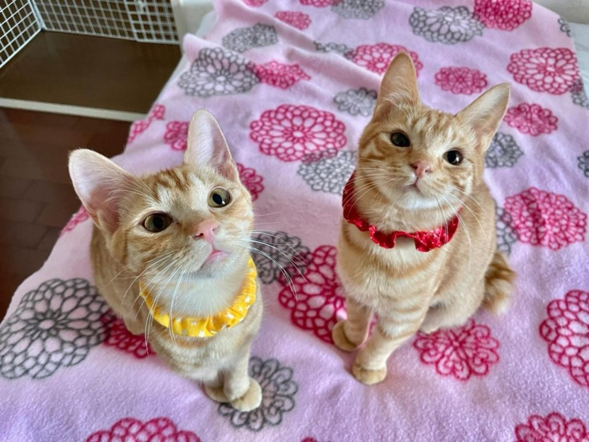 pet-image-7