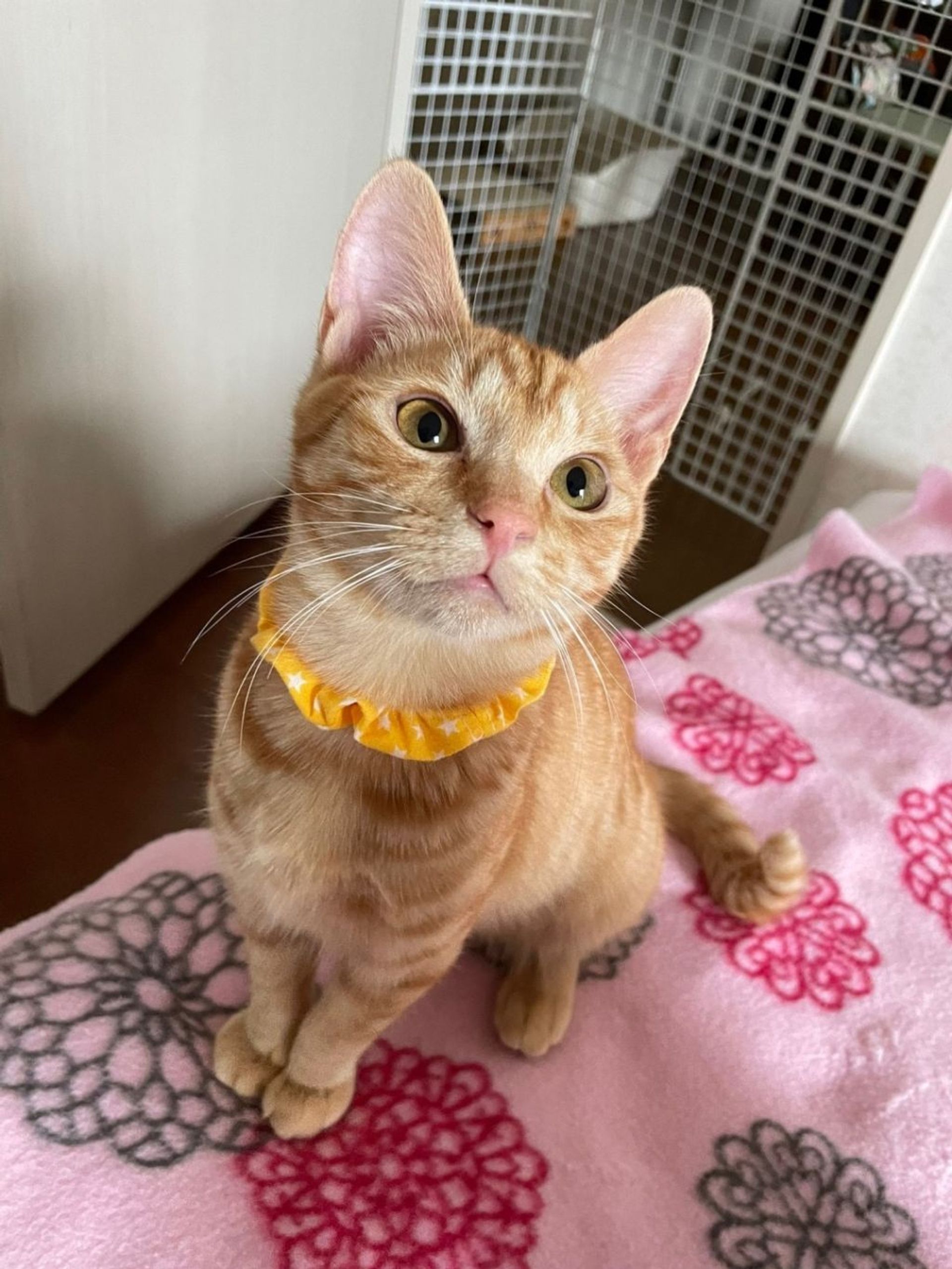 雑種（ミックス猫）・オスの里親募集の写真