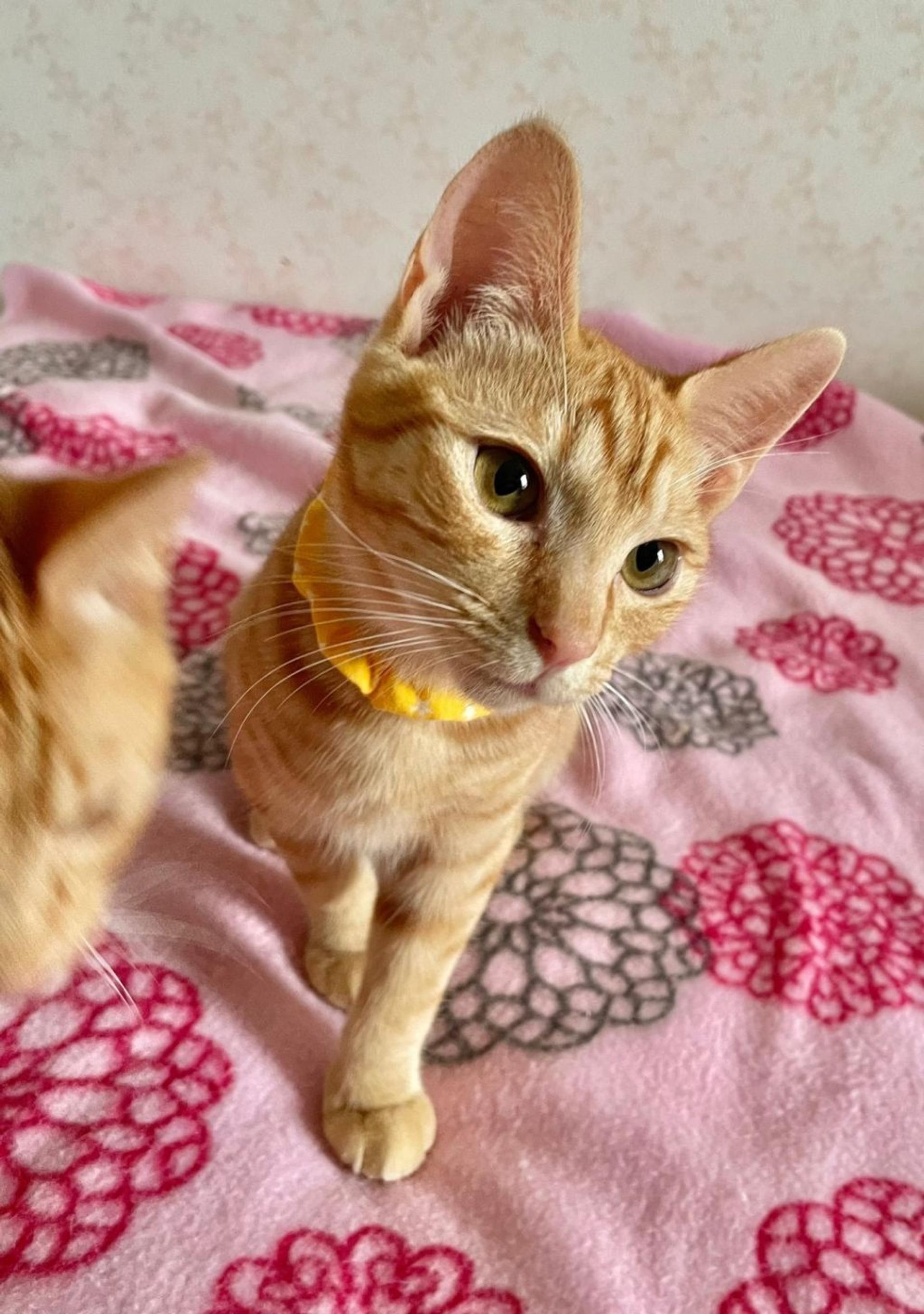 pet-image-2