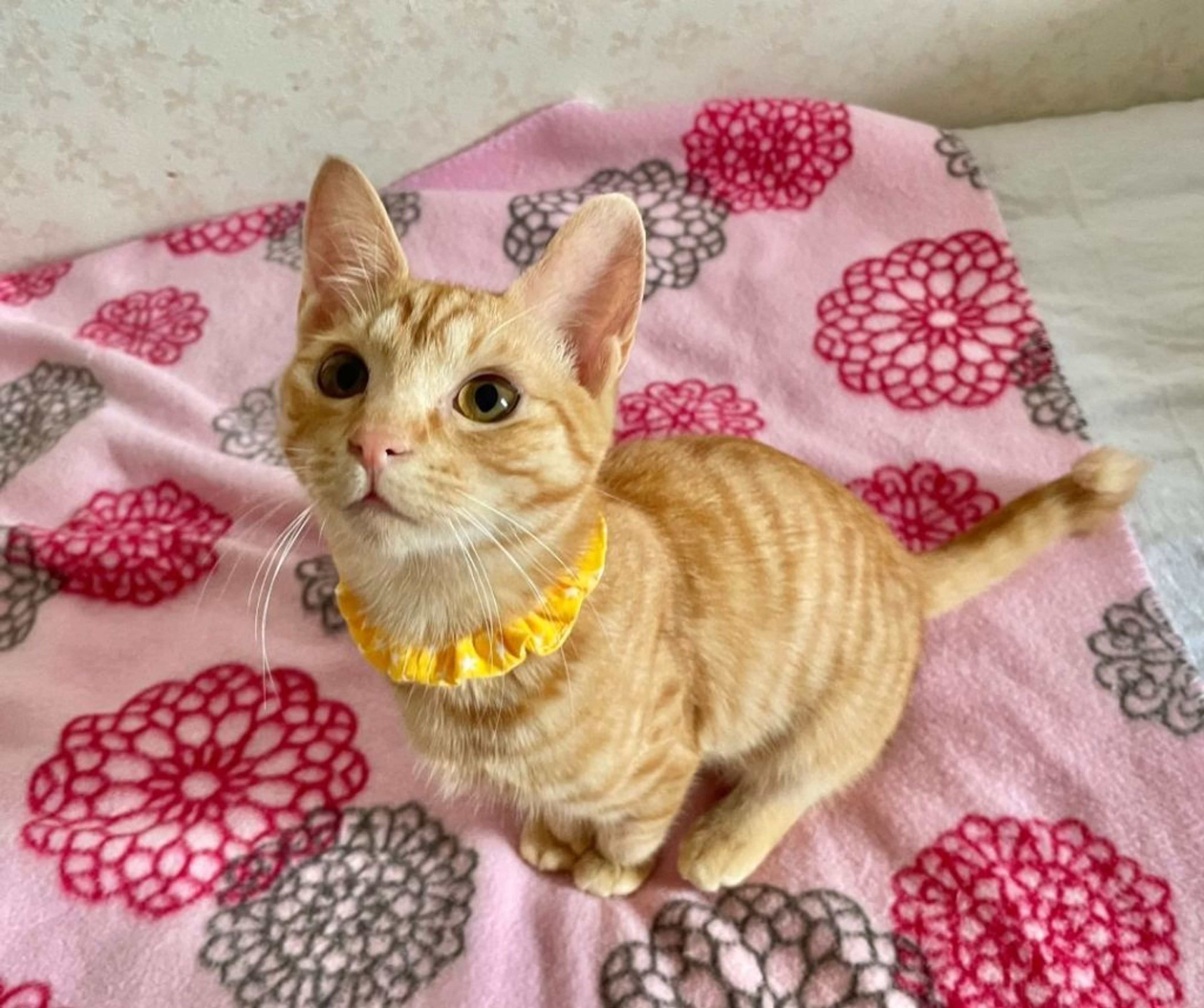 pet-image-3