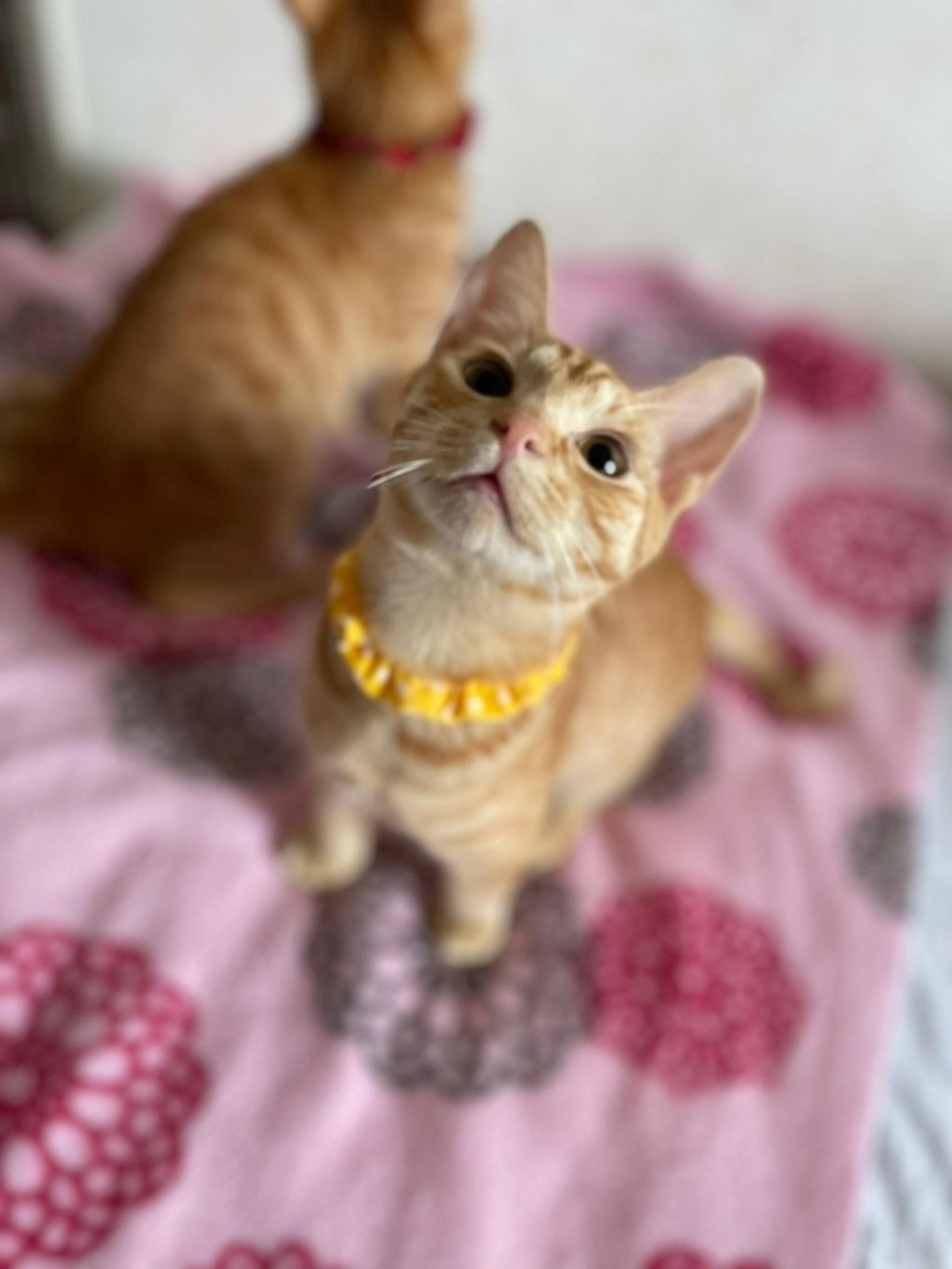 pet-image-4