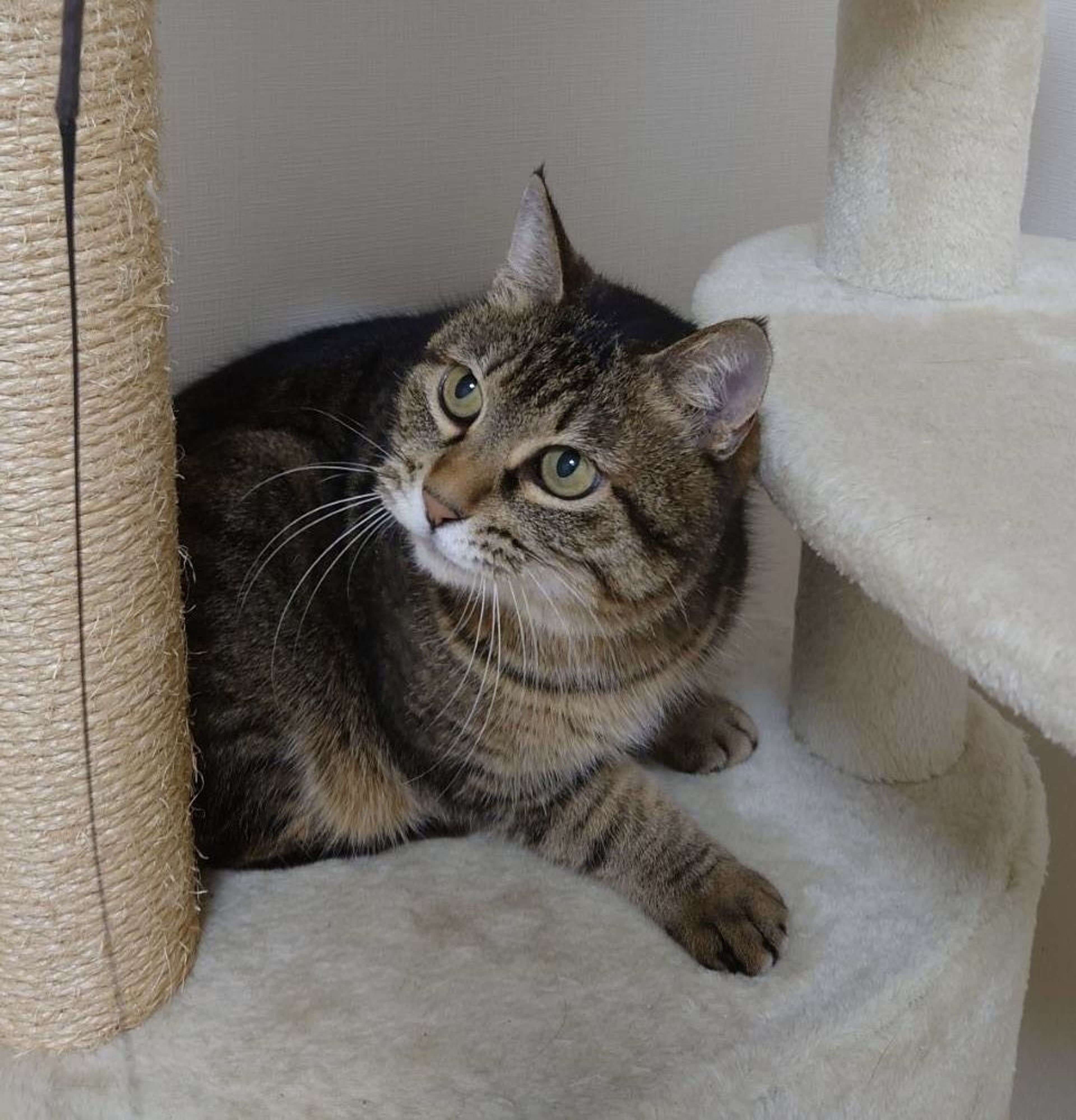 pet-image-4