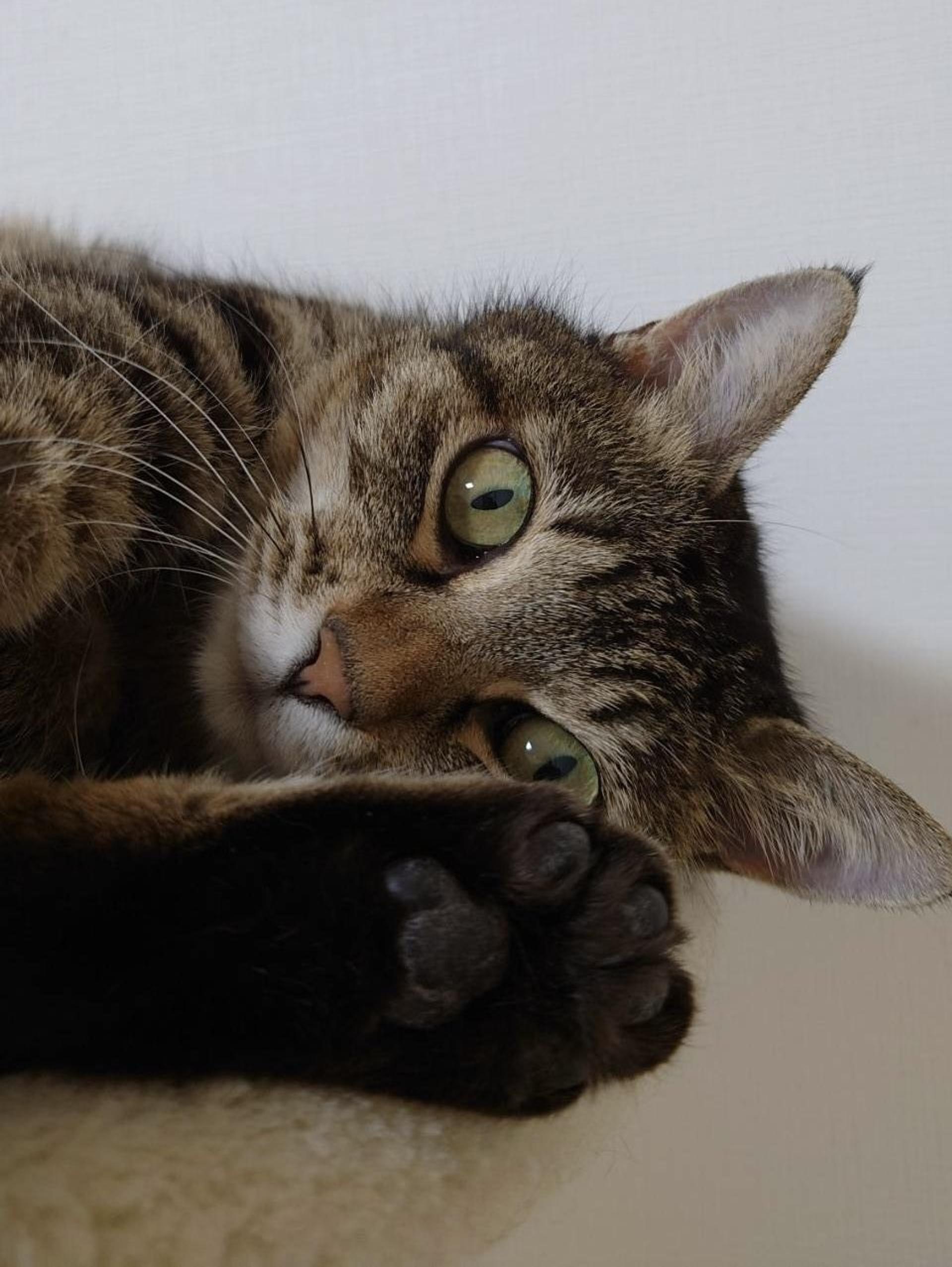 pet-image-5