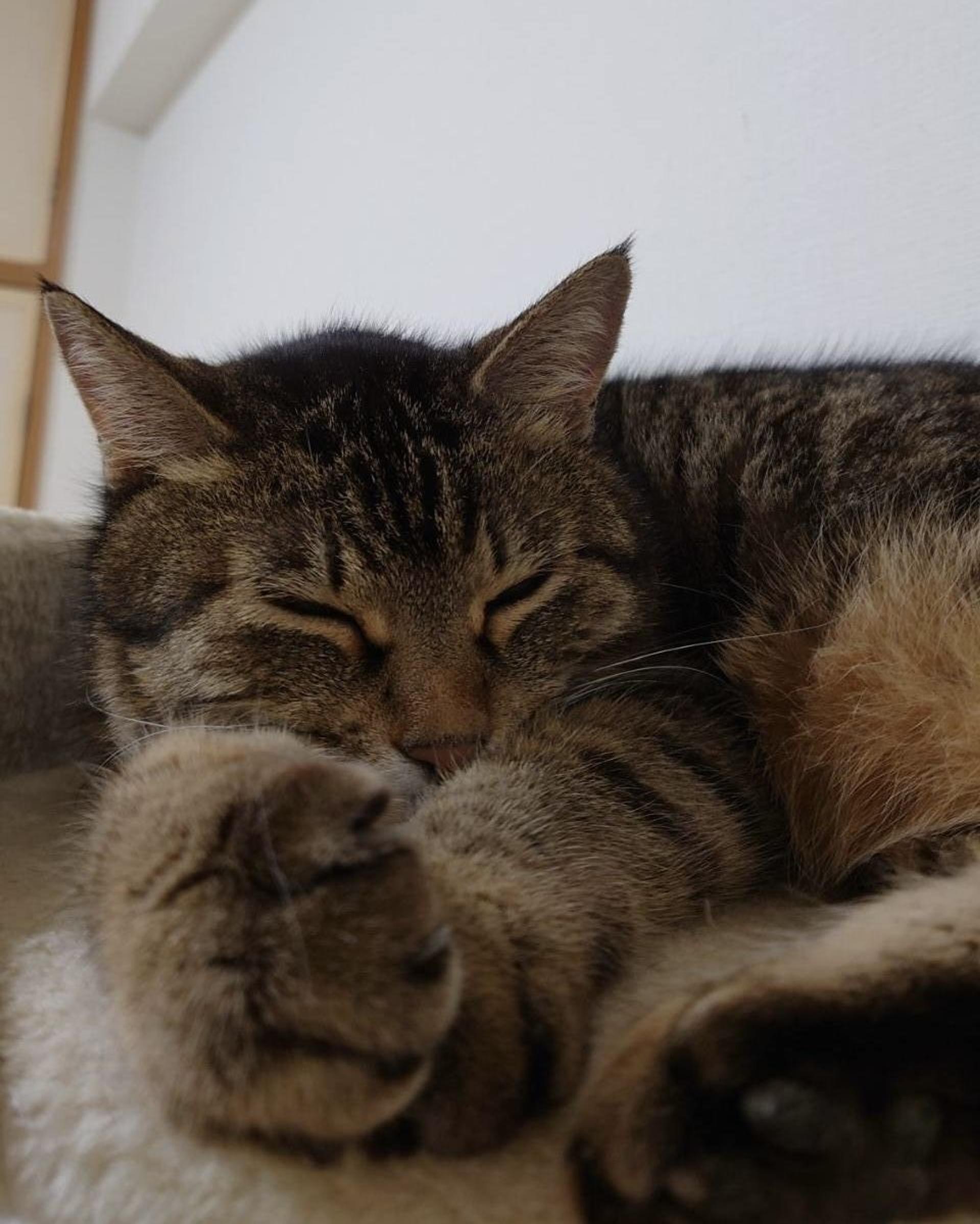 pet-image-6