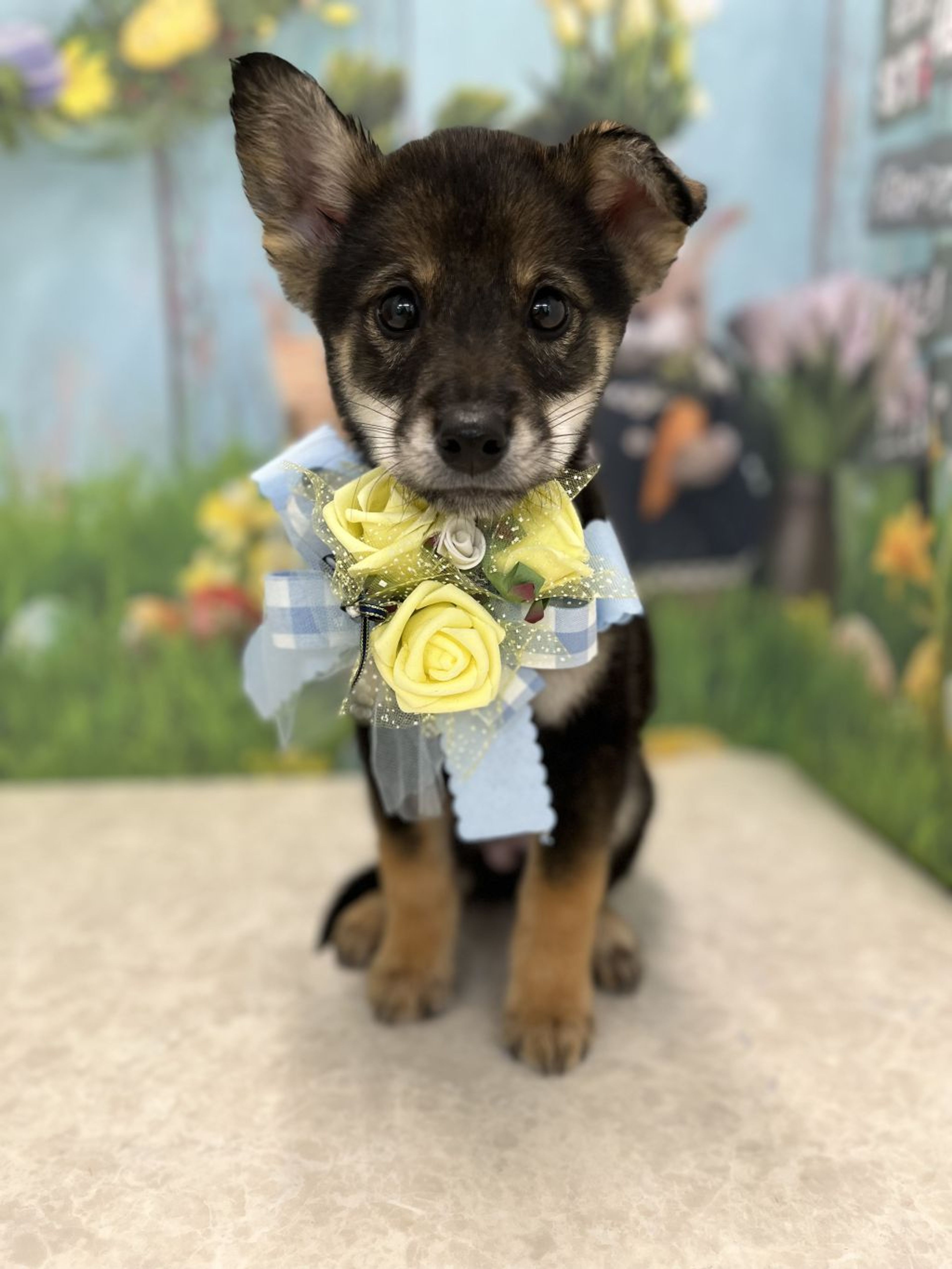 pet-image-4
