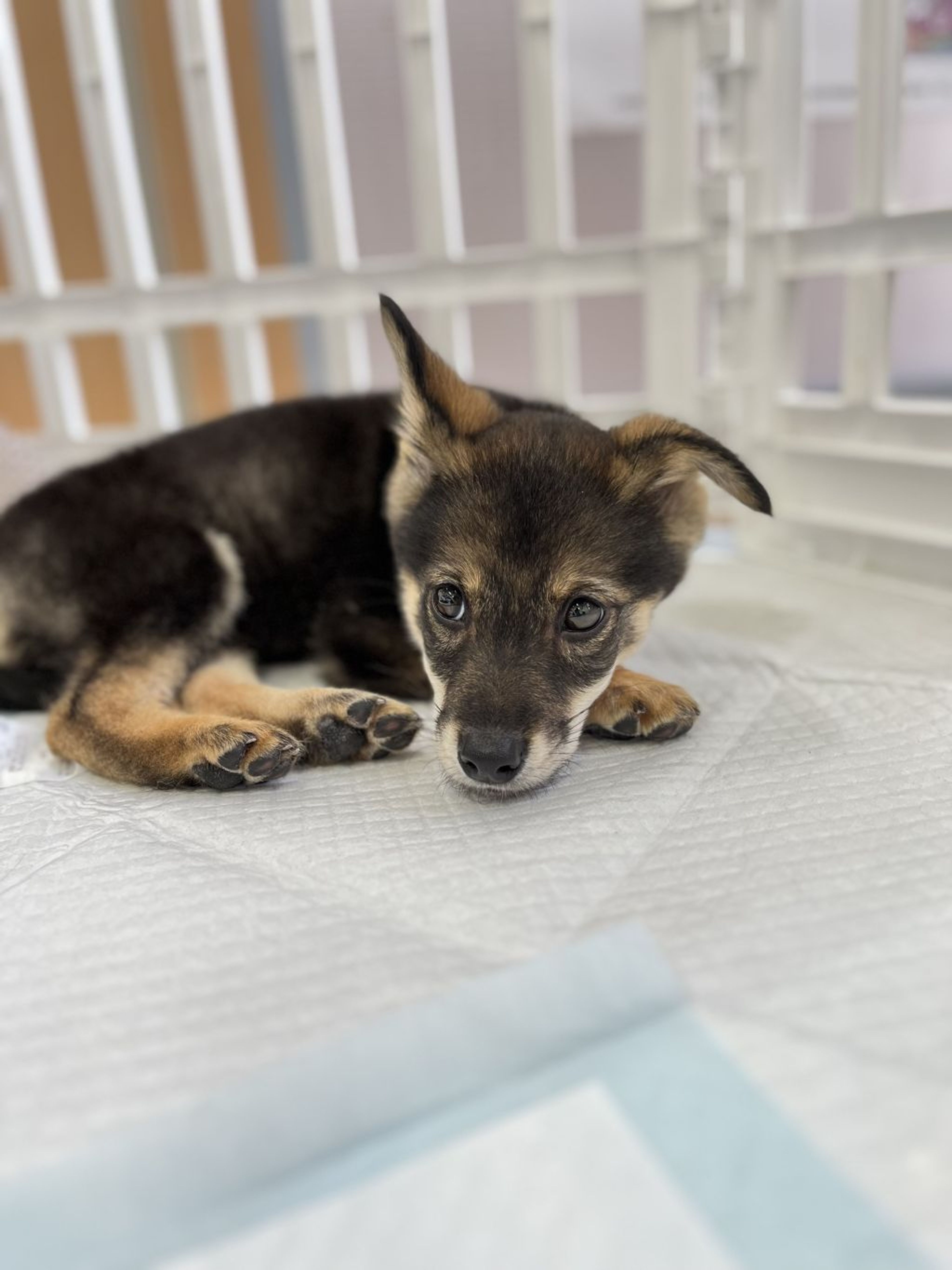 pet-image-2