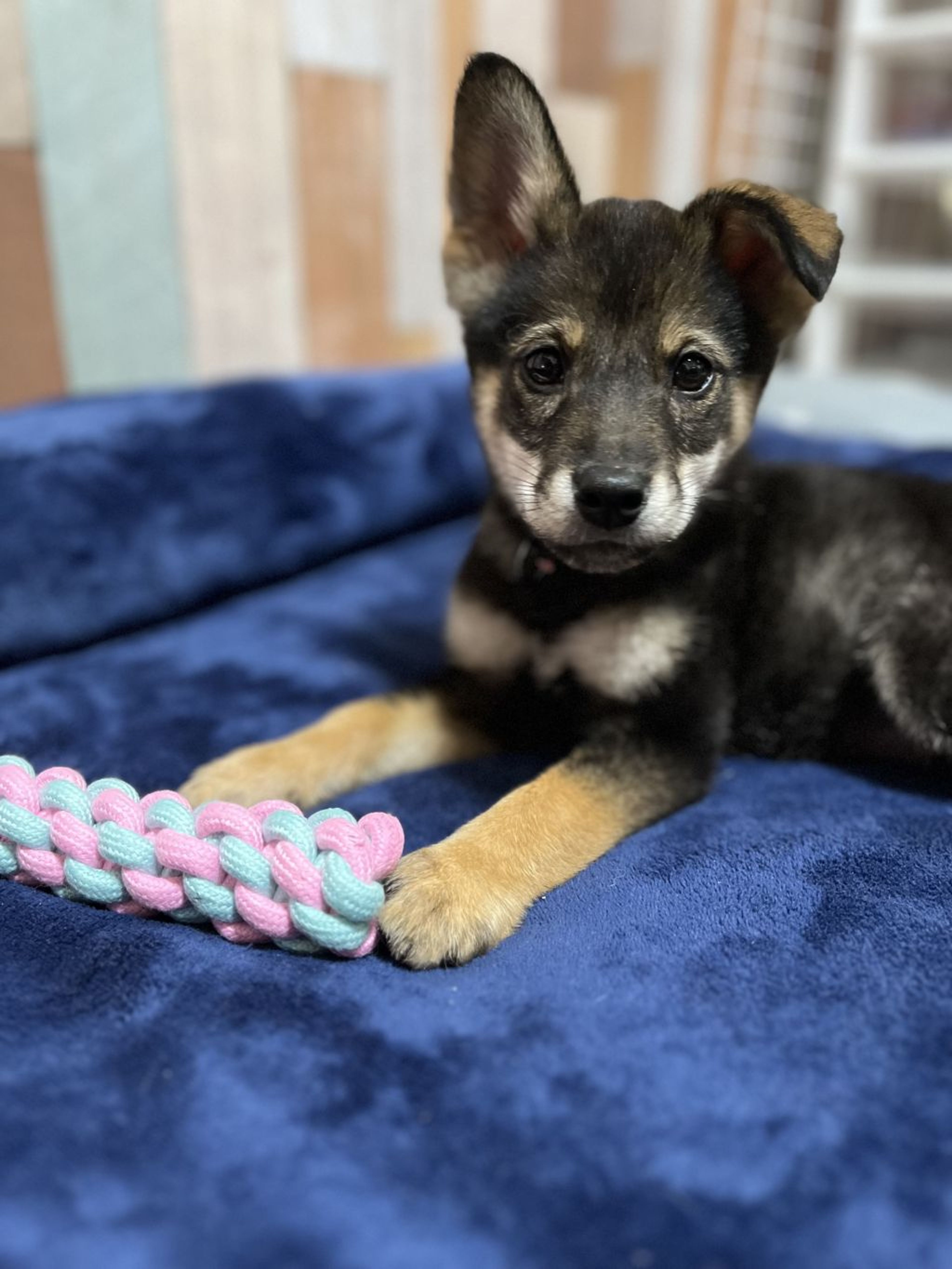 pet-image-7