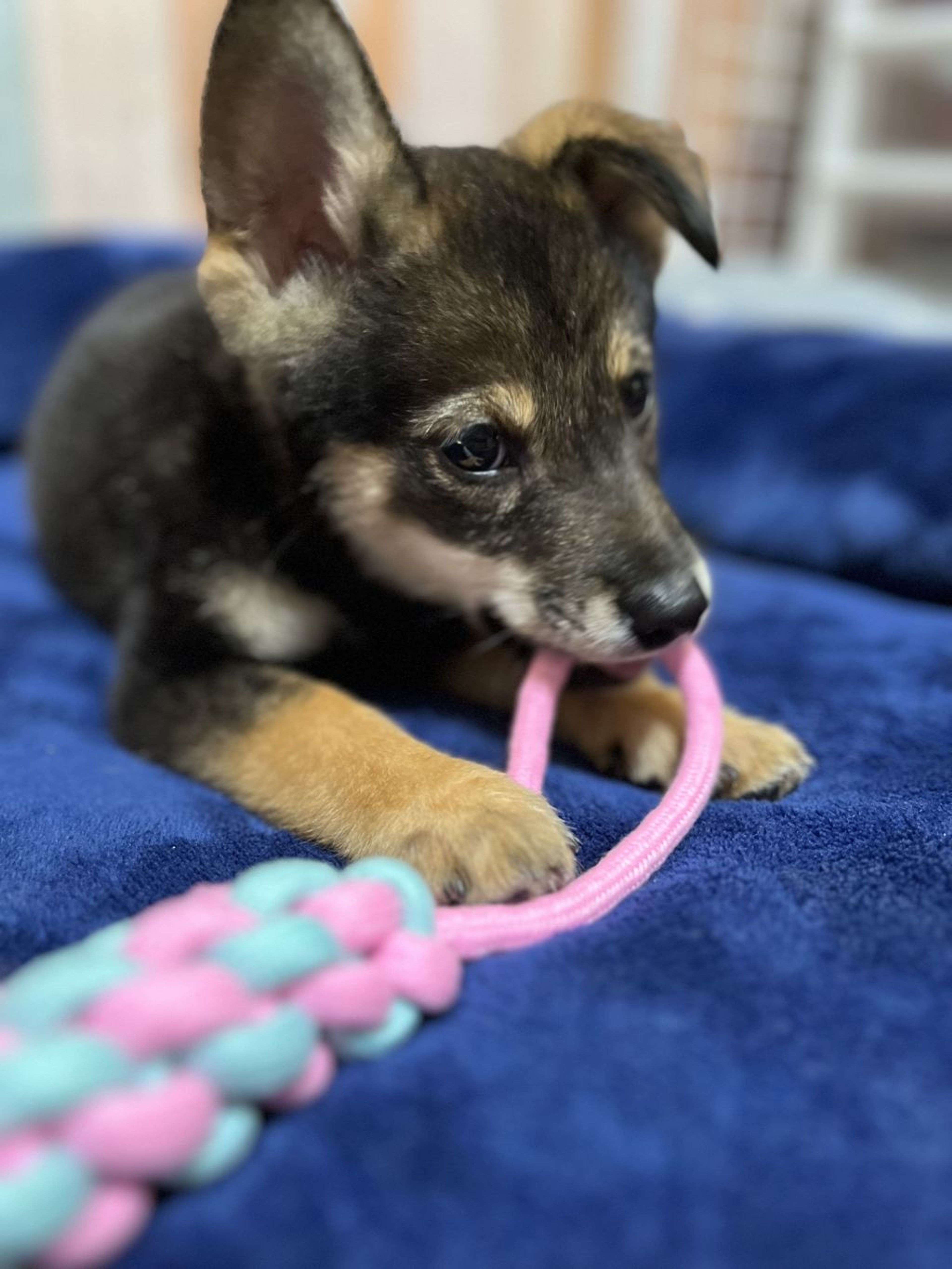 pet-image-8