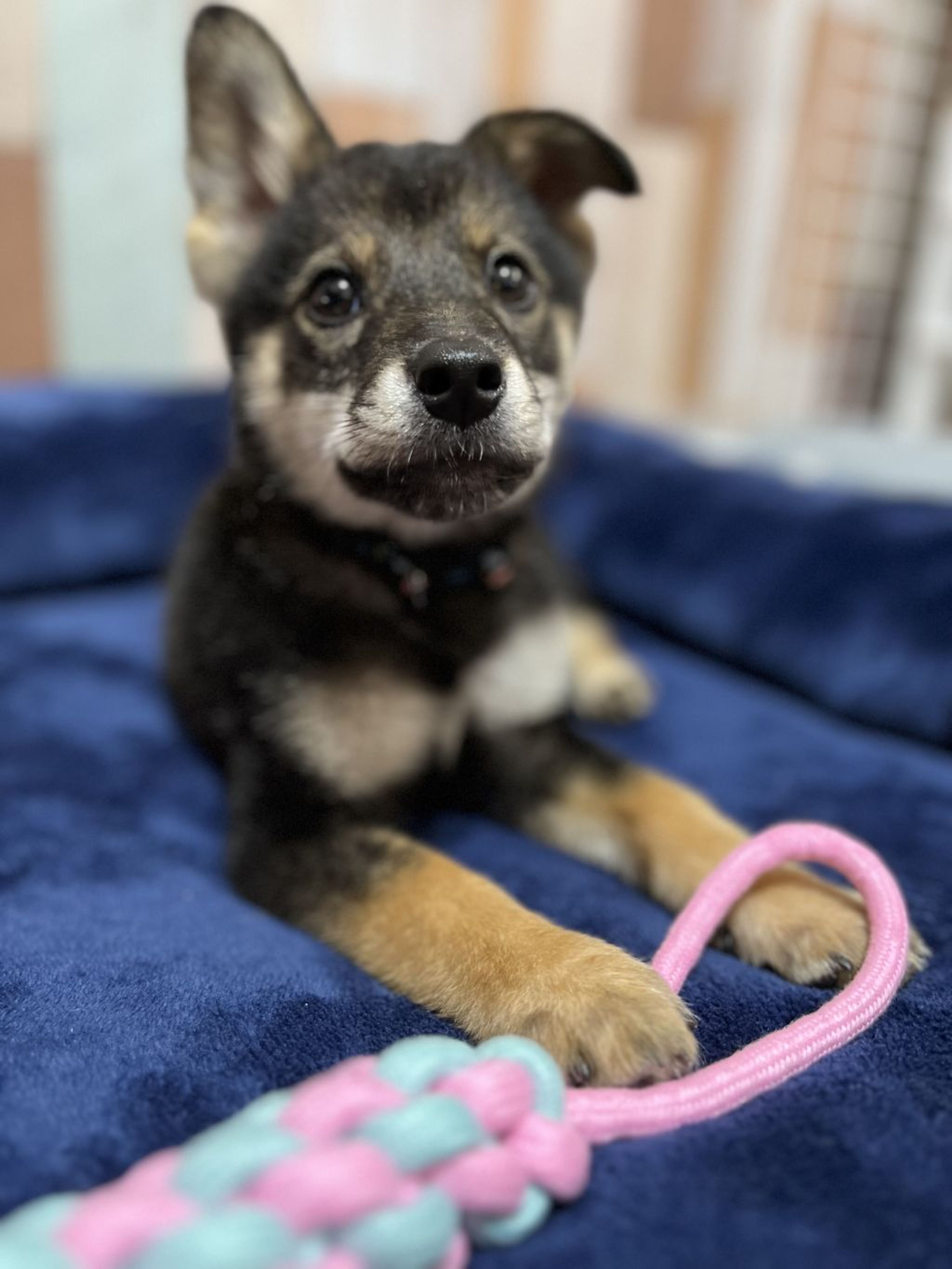 pet-image-9