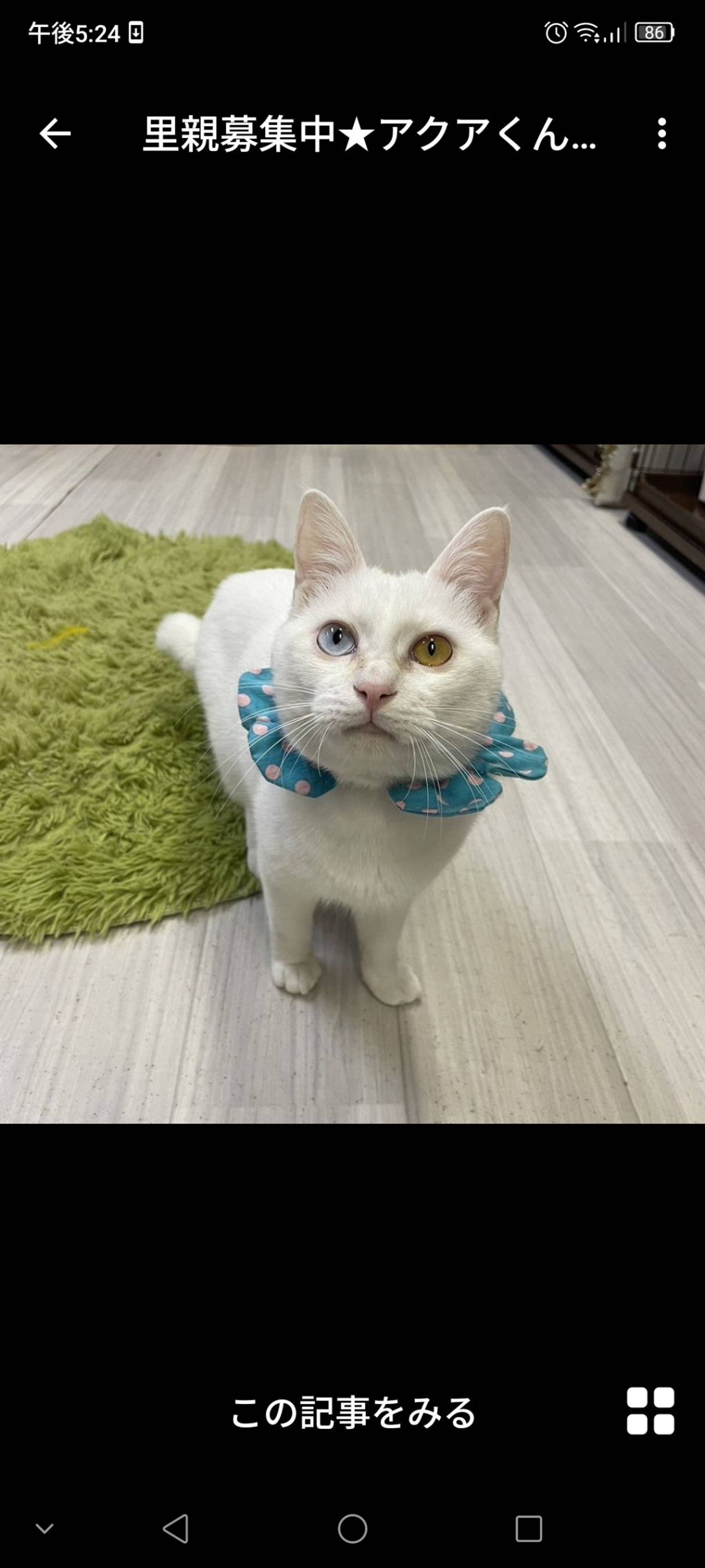 雑種（ミックス猫）・オスの里親募集の写真