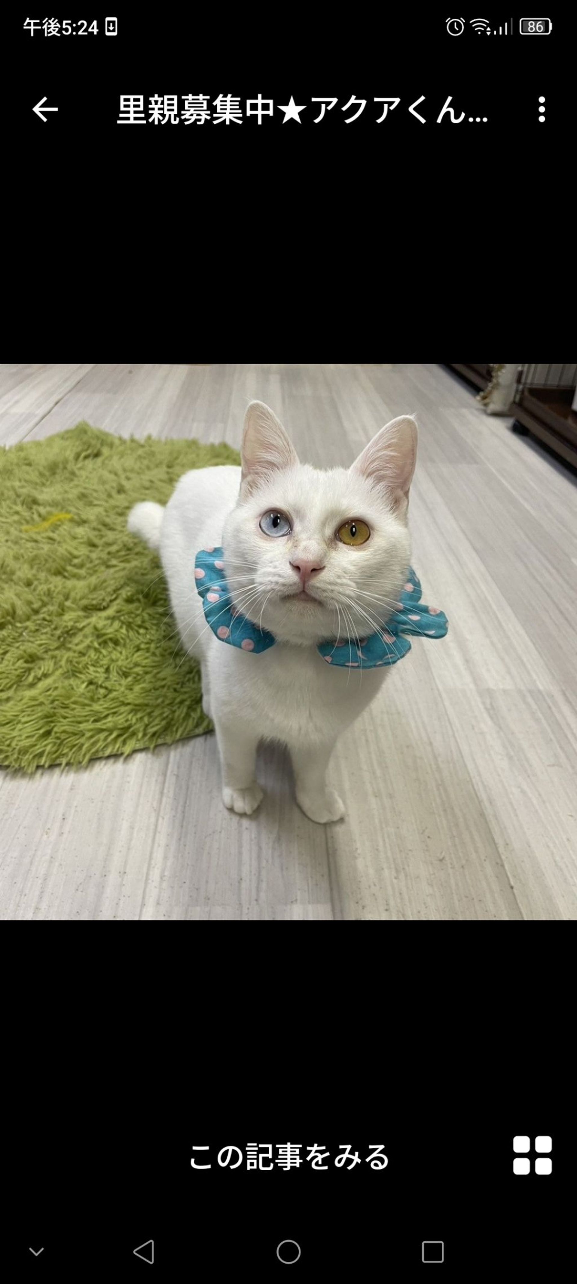 雑種（ミックス猫）・オスの里親募集の写真