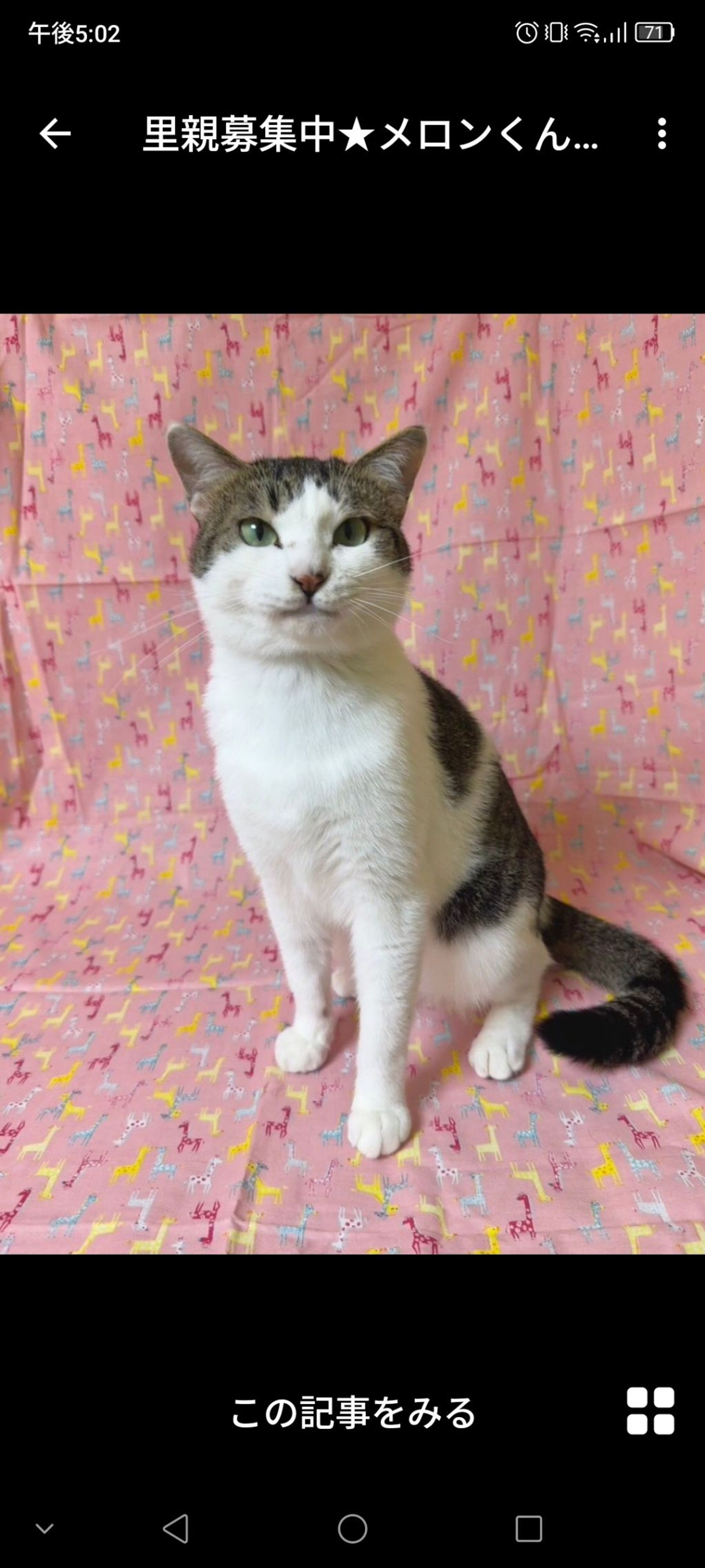 雑種（ミックス猫）・オスの里親募集の写真
