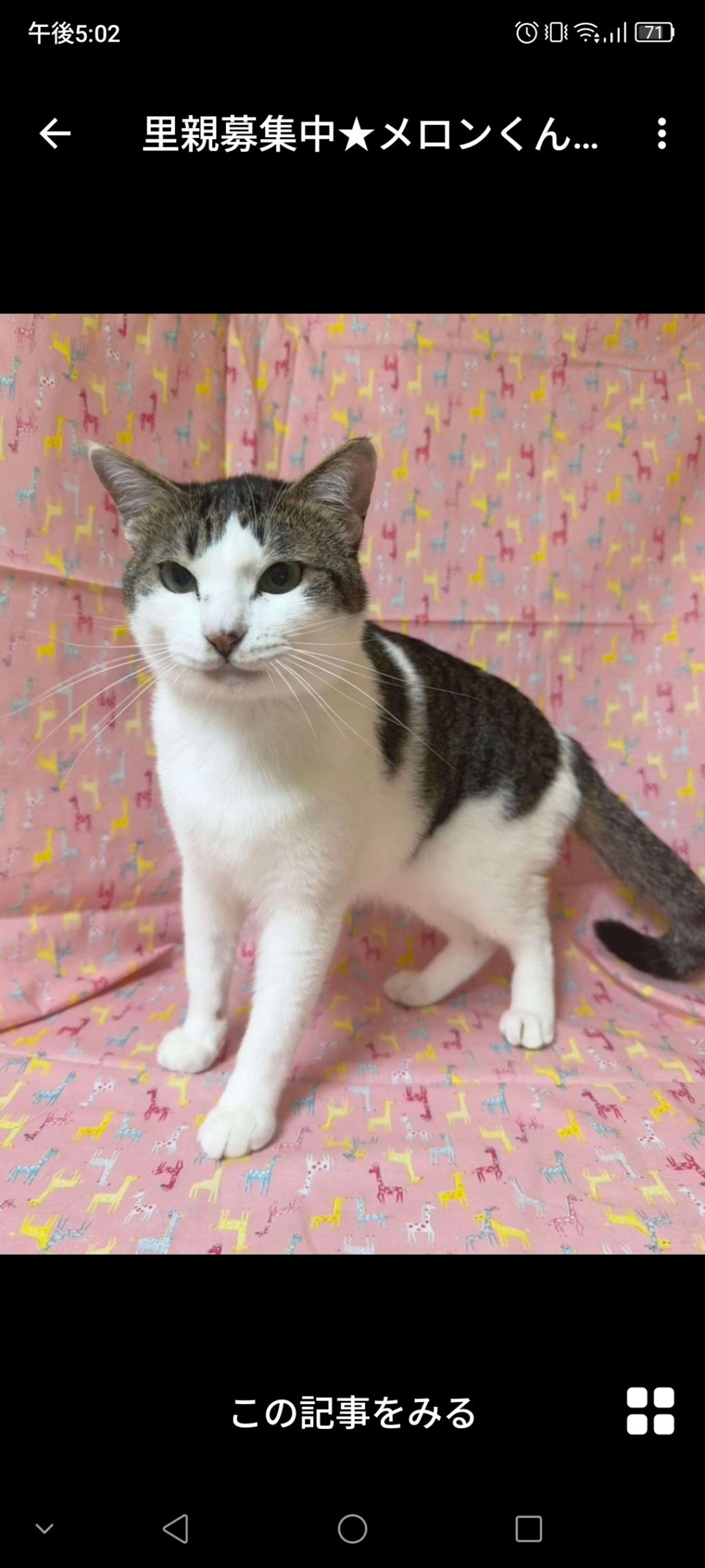 pet-image-3
