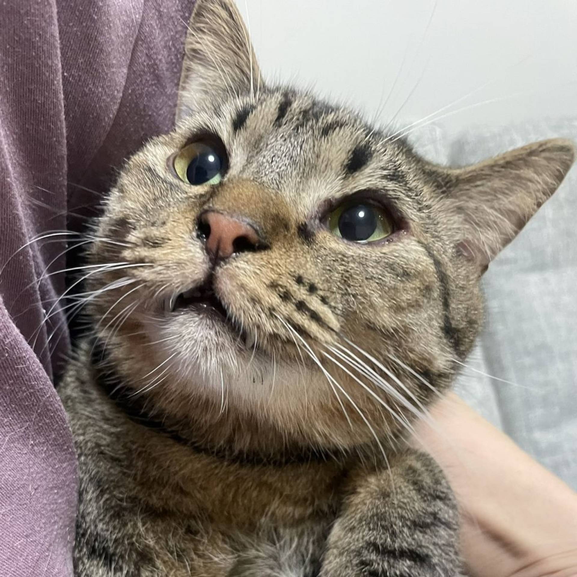 雑種（ミックス猫）・オスの里親募集の写真