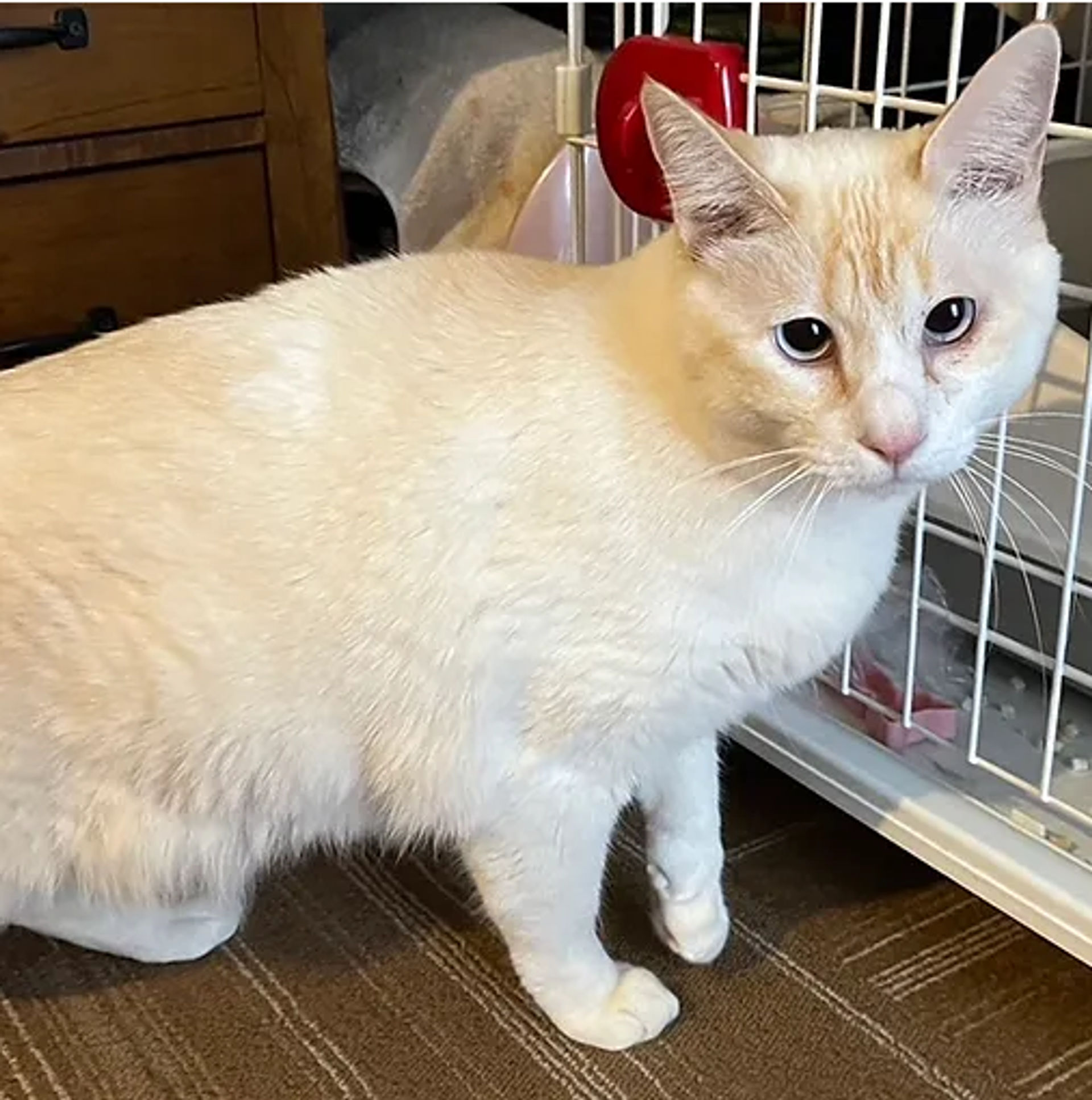 雑種（ミックス猫）・オスの里親募集の写真