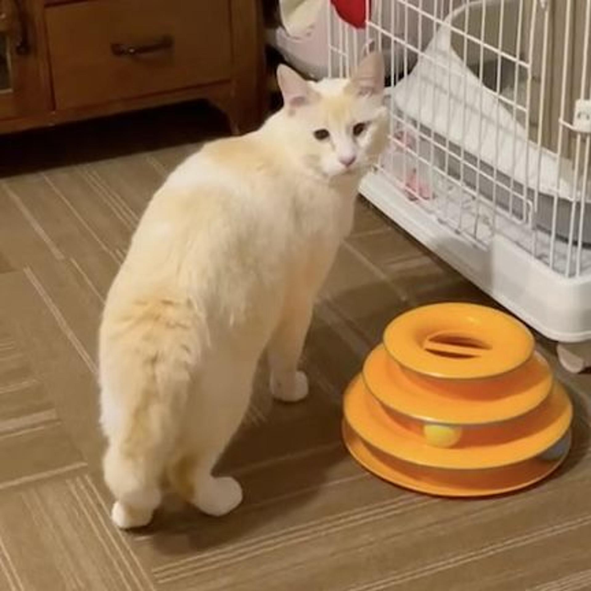pet-image-2