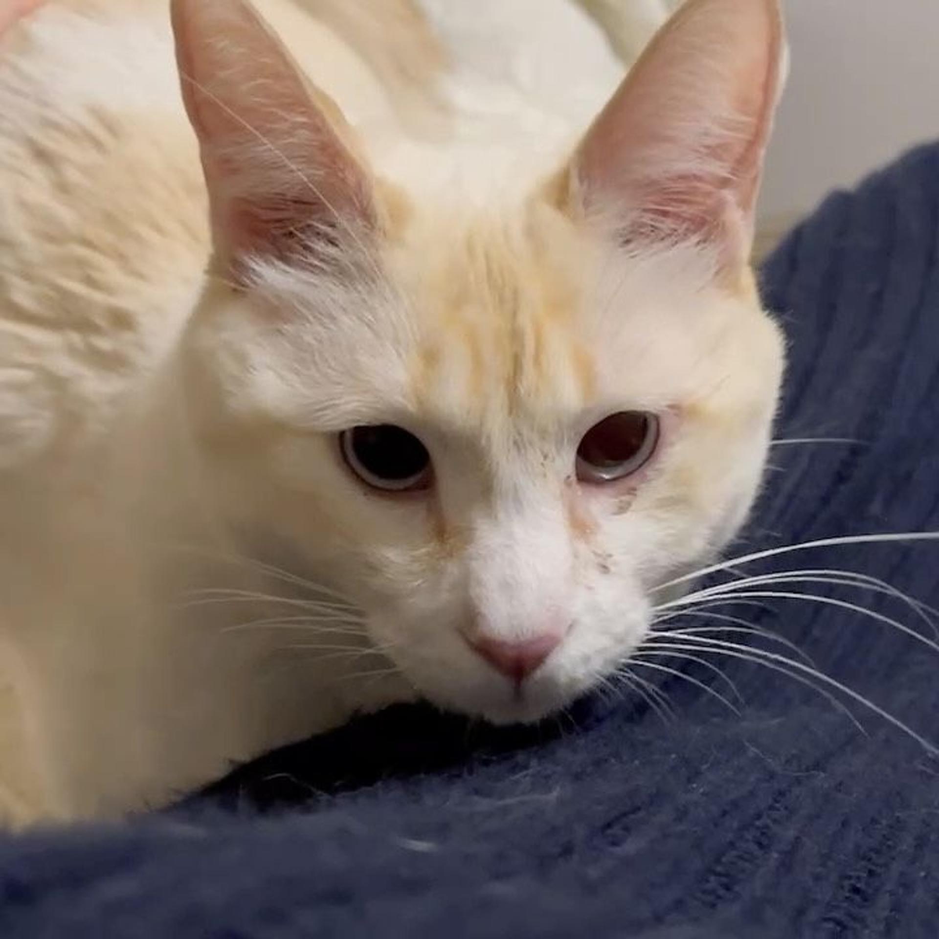 pet-image-3