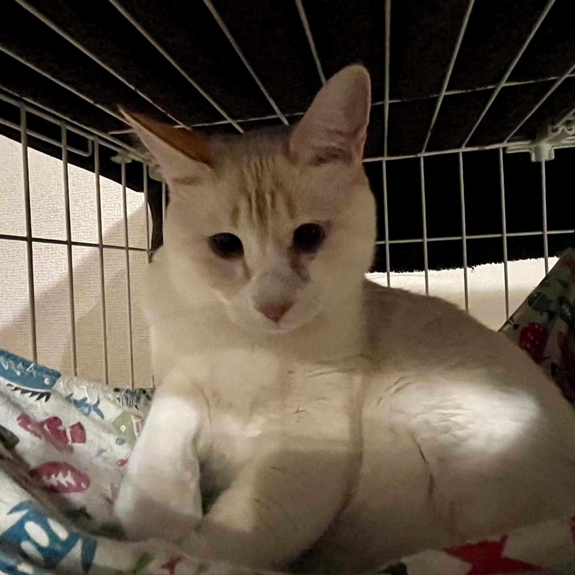pet-image-5