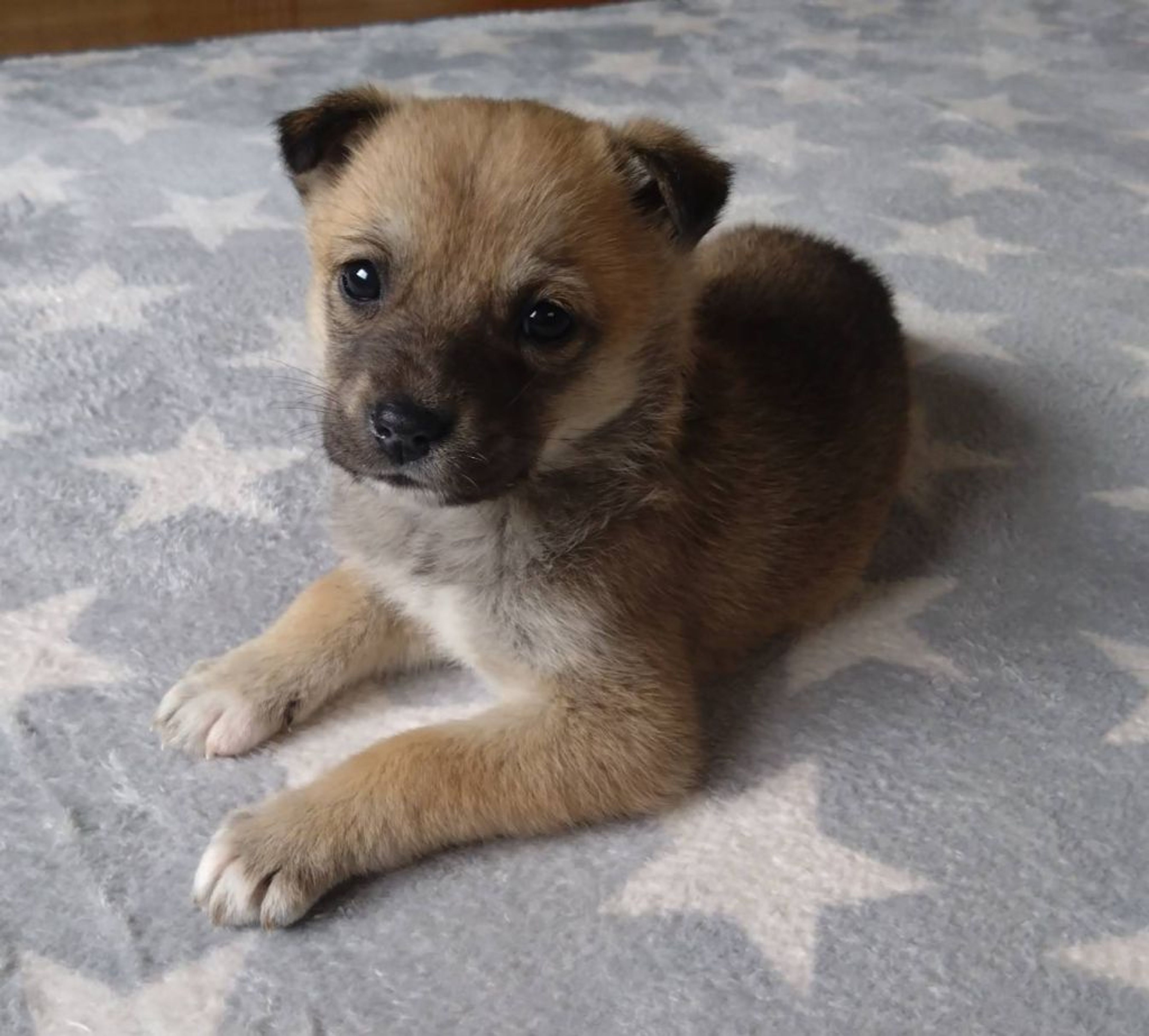 雑種（ミックス犬）・メスの里親募集の写真