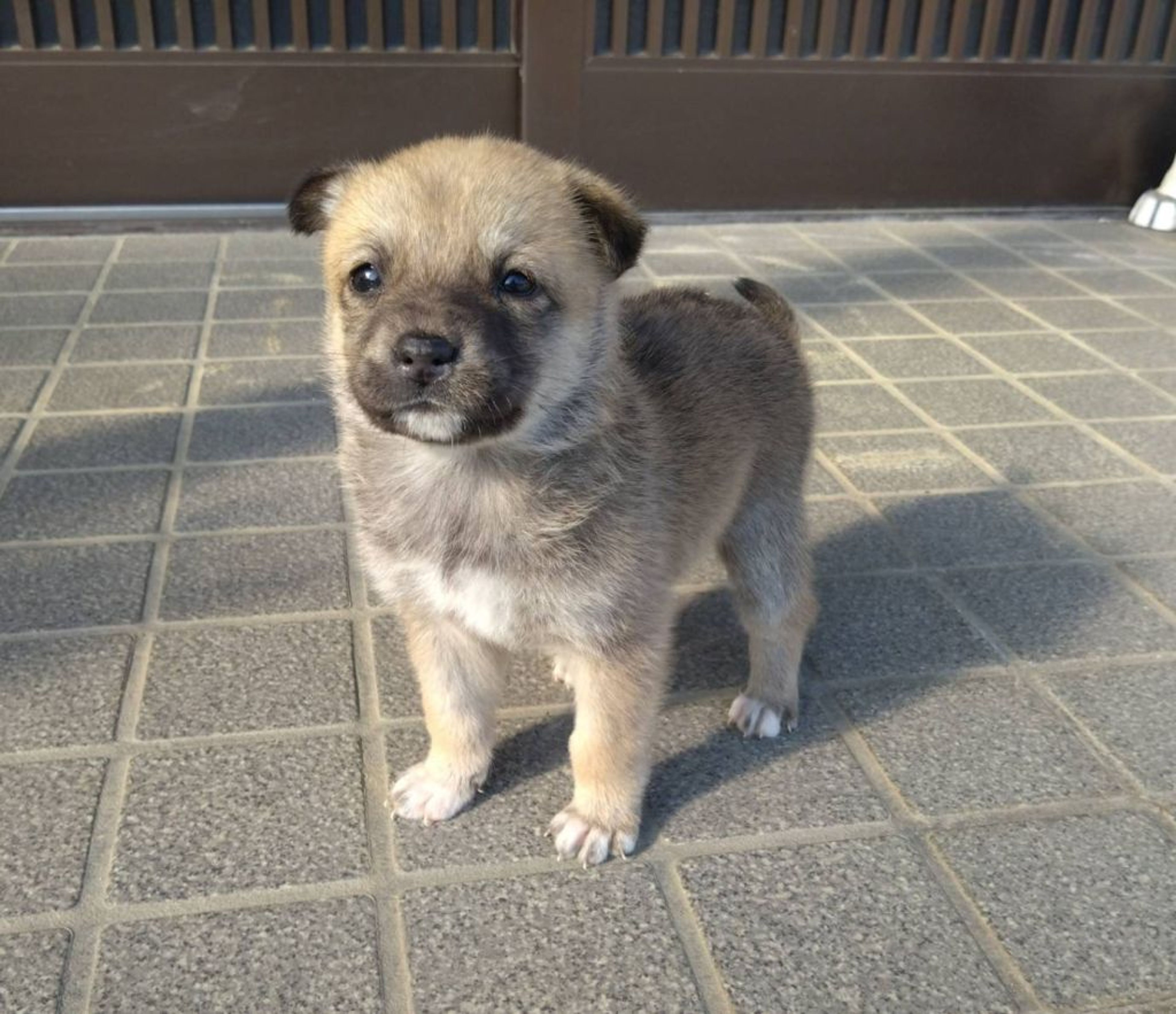pet-image-3