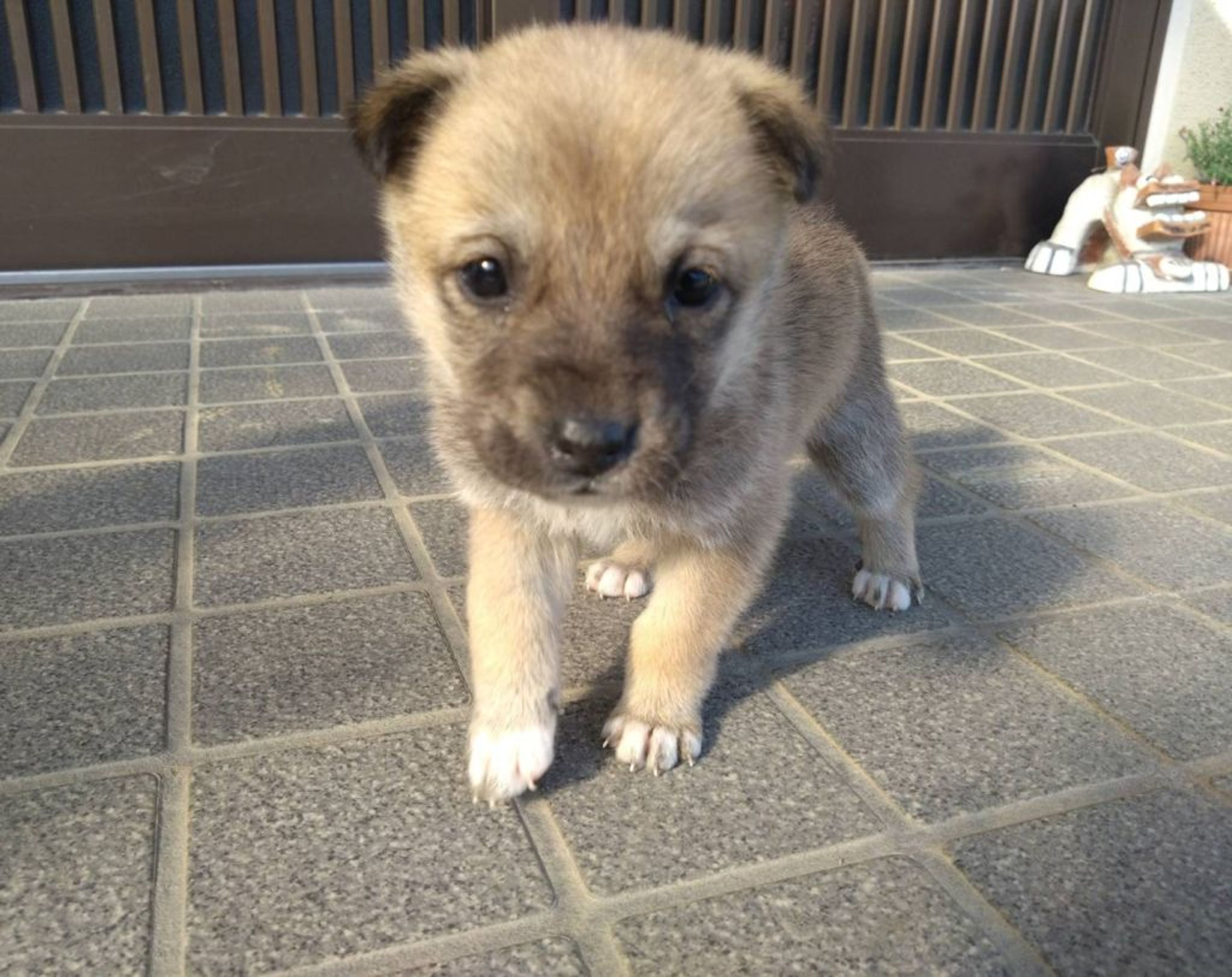 pet-image-4