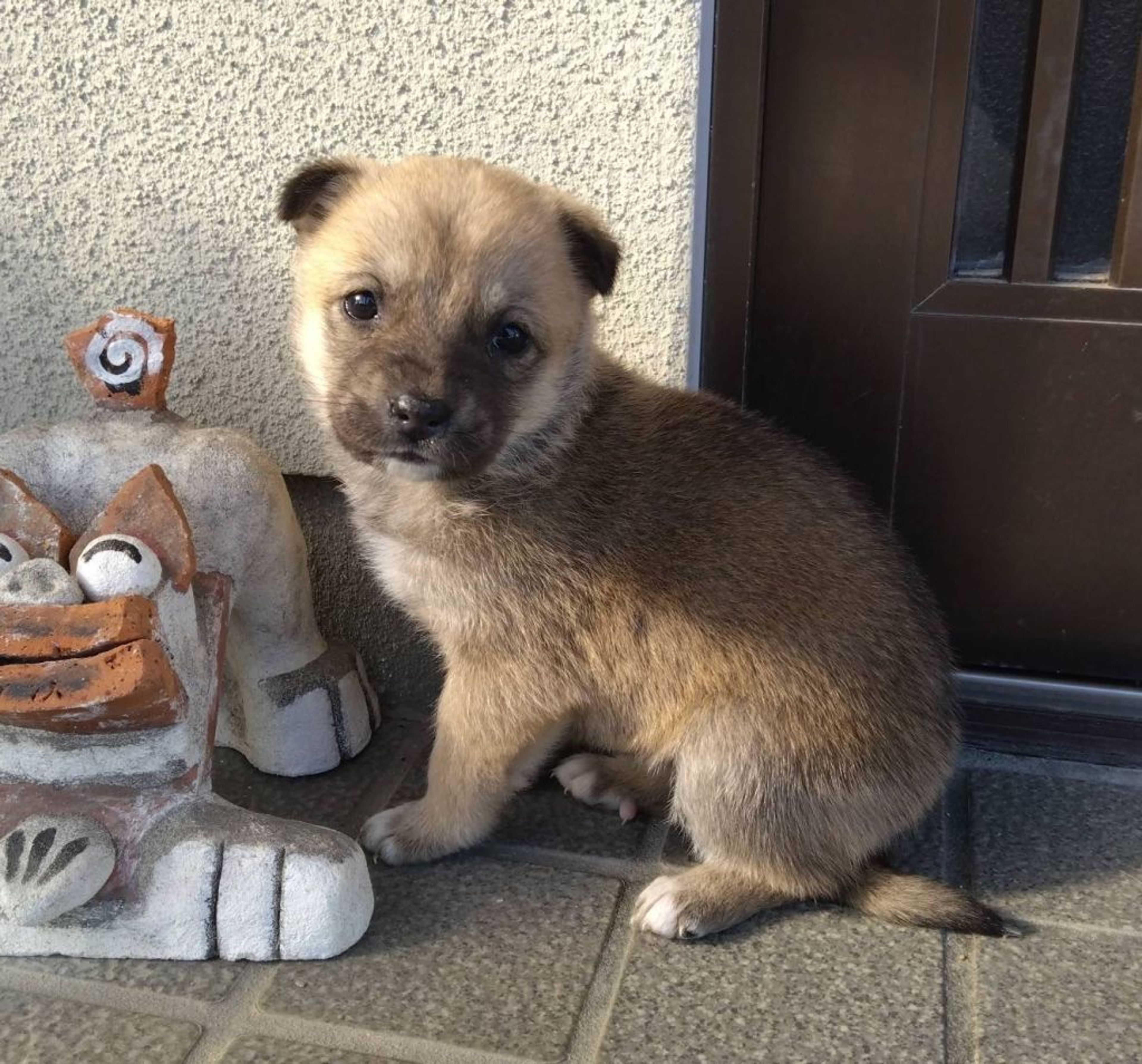 pet-image-5