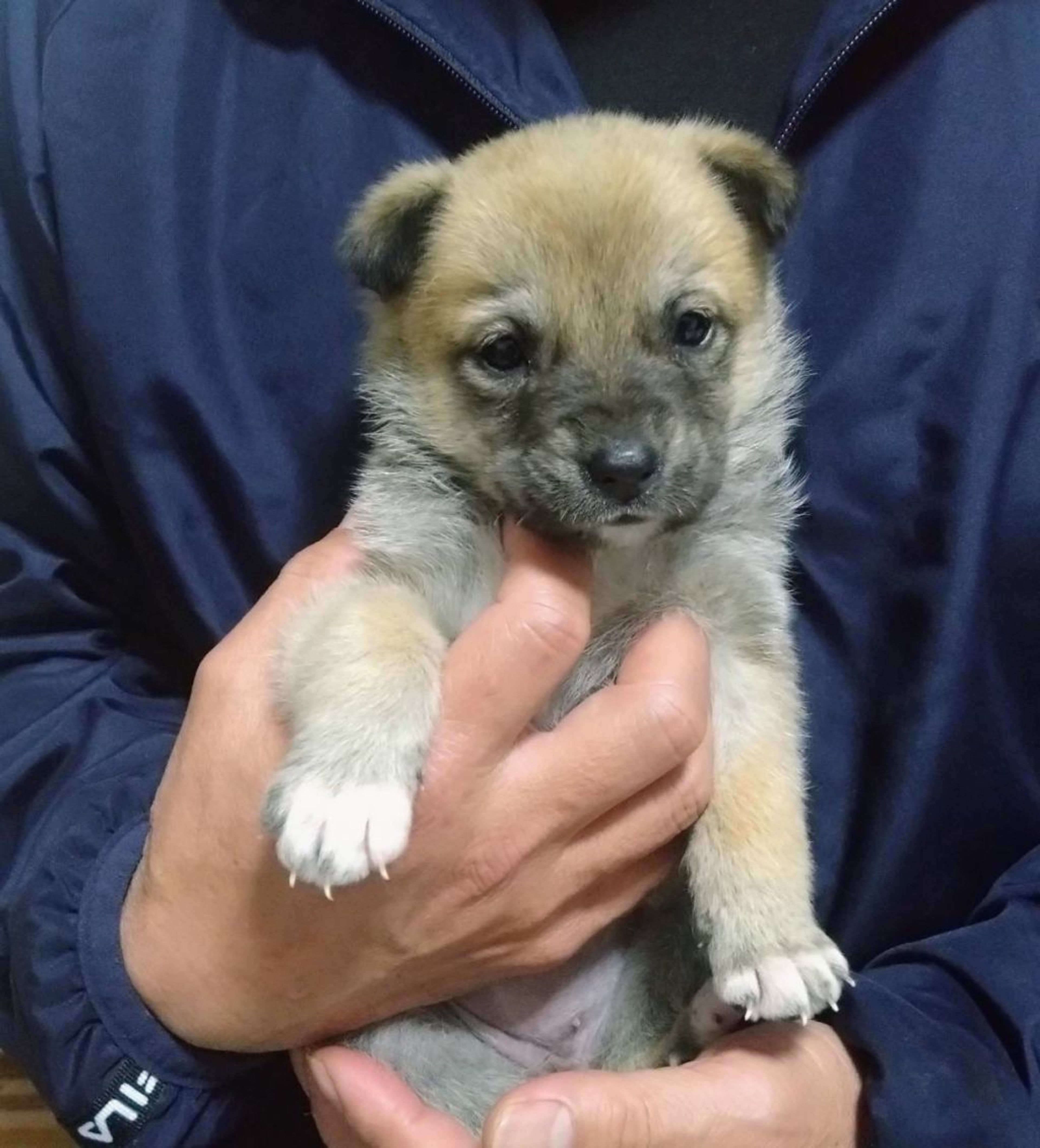 pet-image-6