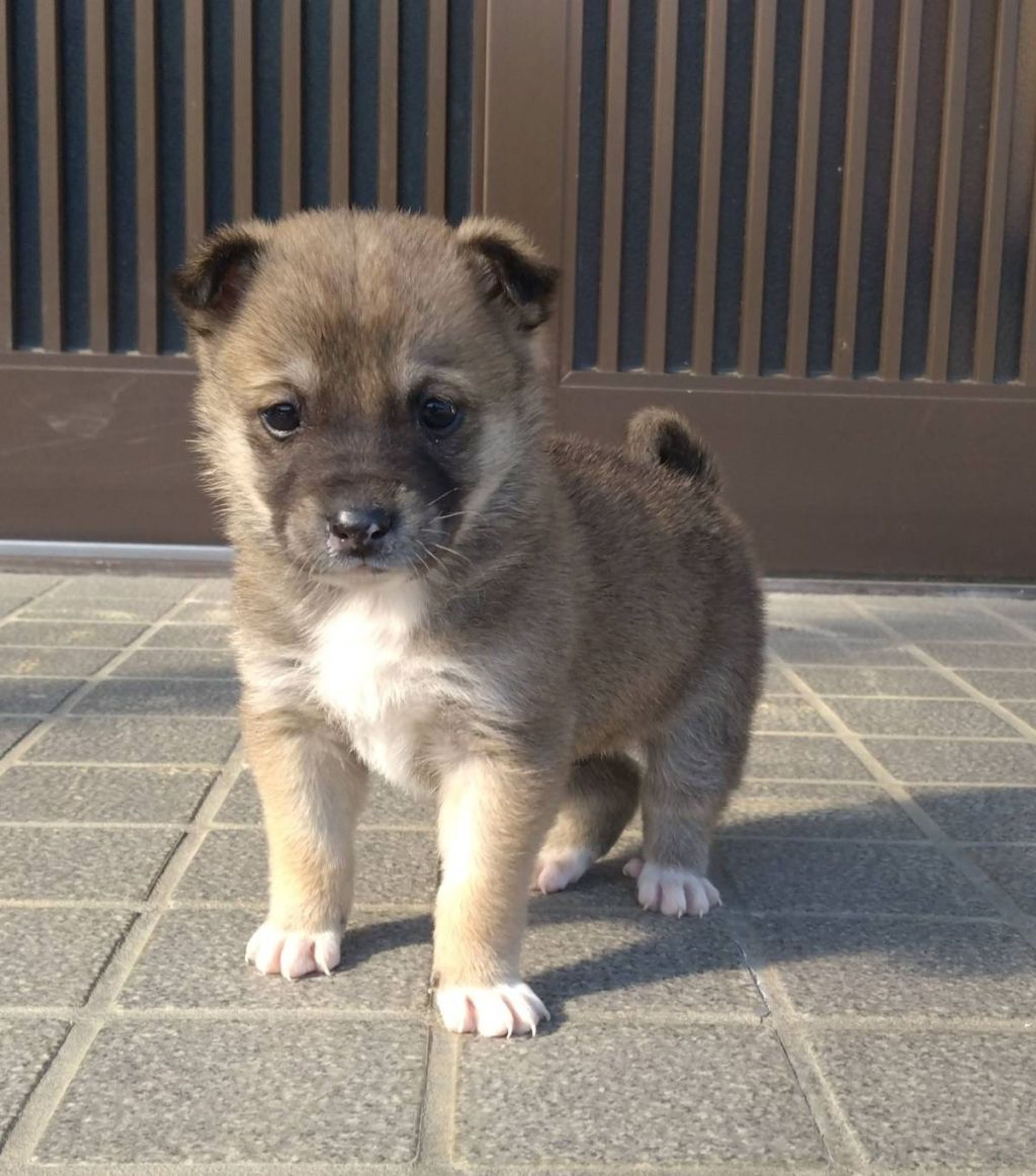 雑種（ミックス犬）・オスの里親募集の写真