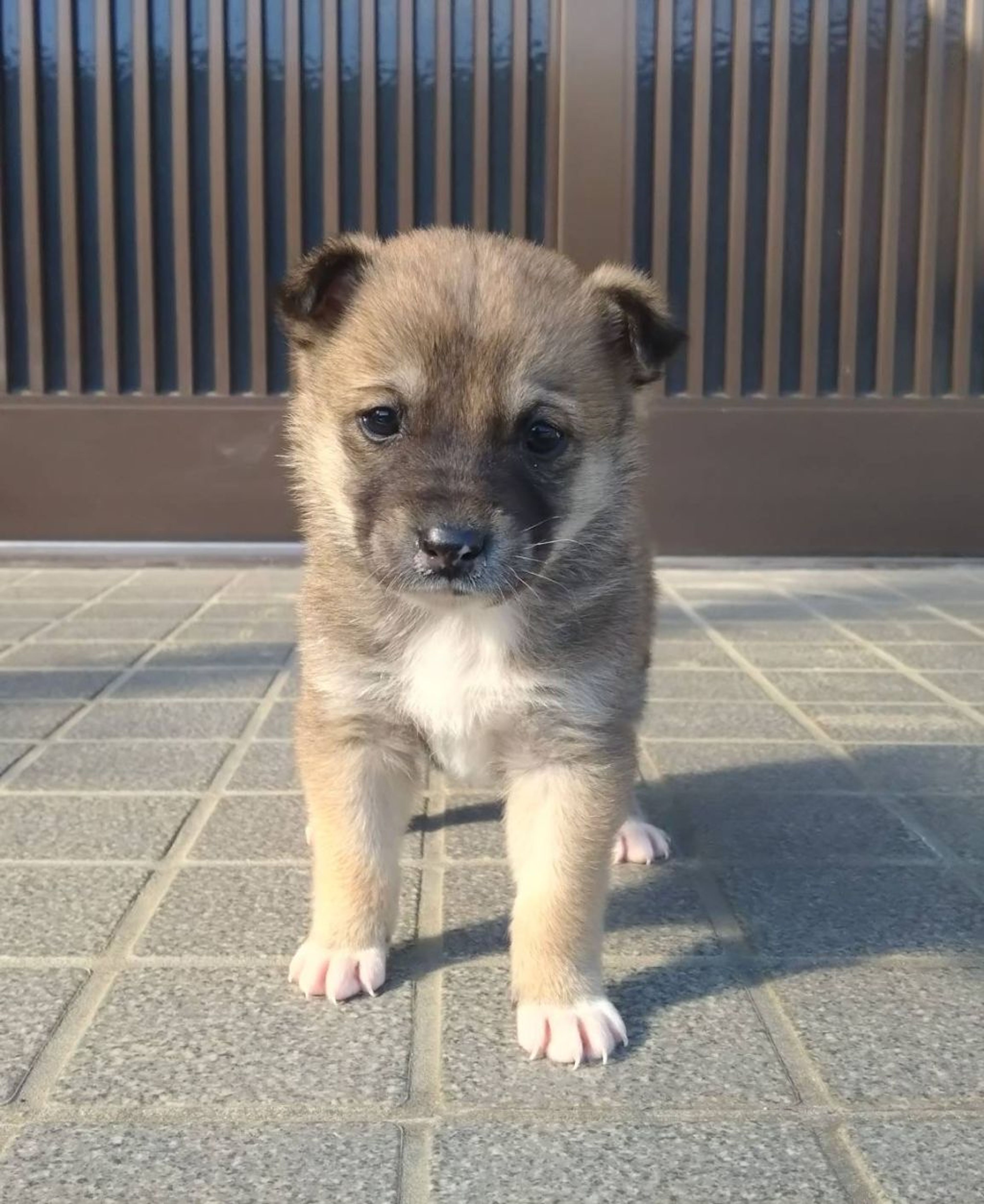 pet-image-2